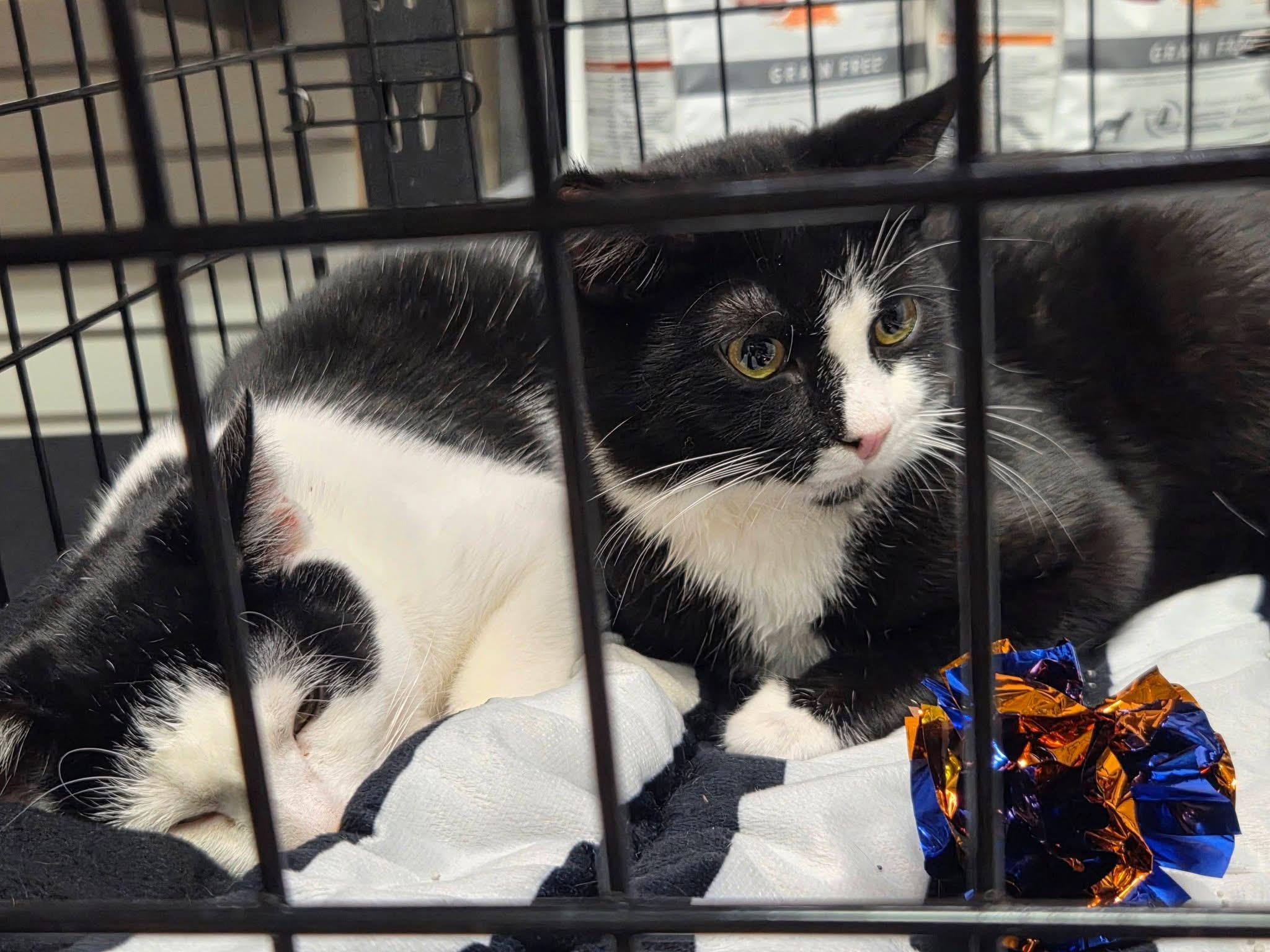 Enlarge Cravat, a ADOPTABLE American Shorthair in West newton, PA image 4/5