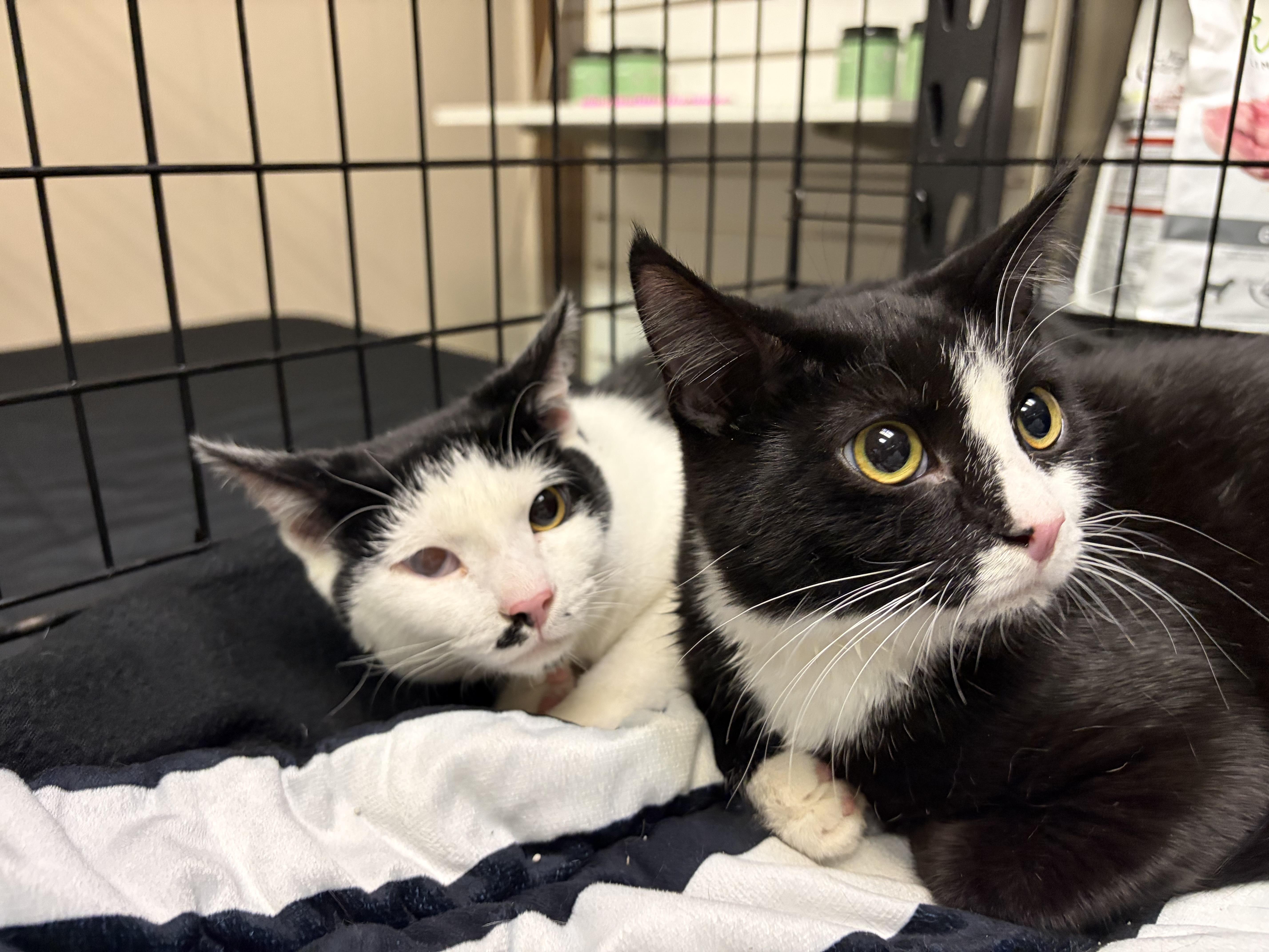 Enlarge Cravat, a ADOPTABLE American Shorthair in West newton, PA image 5/5