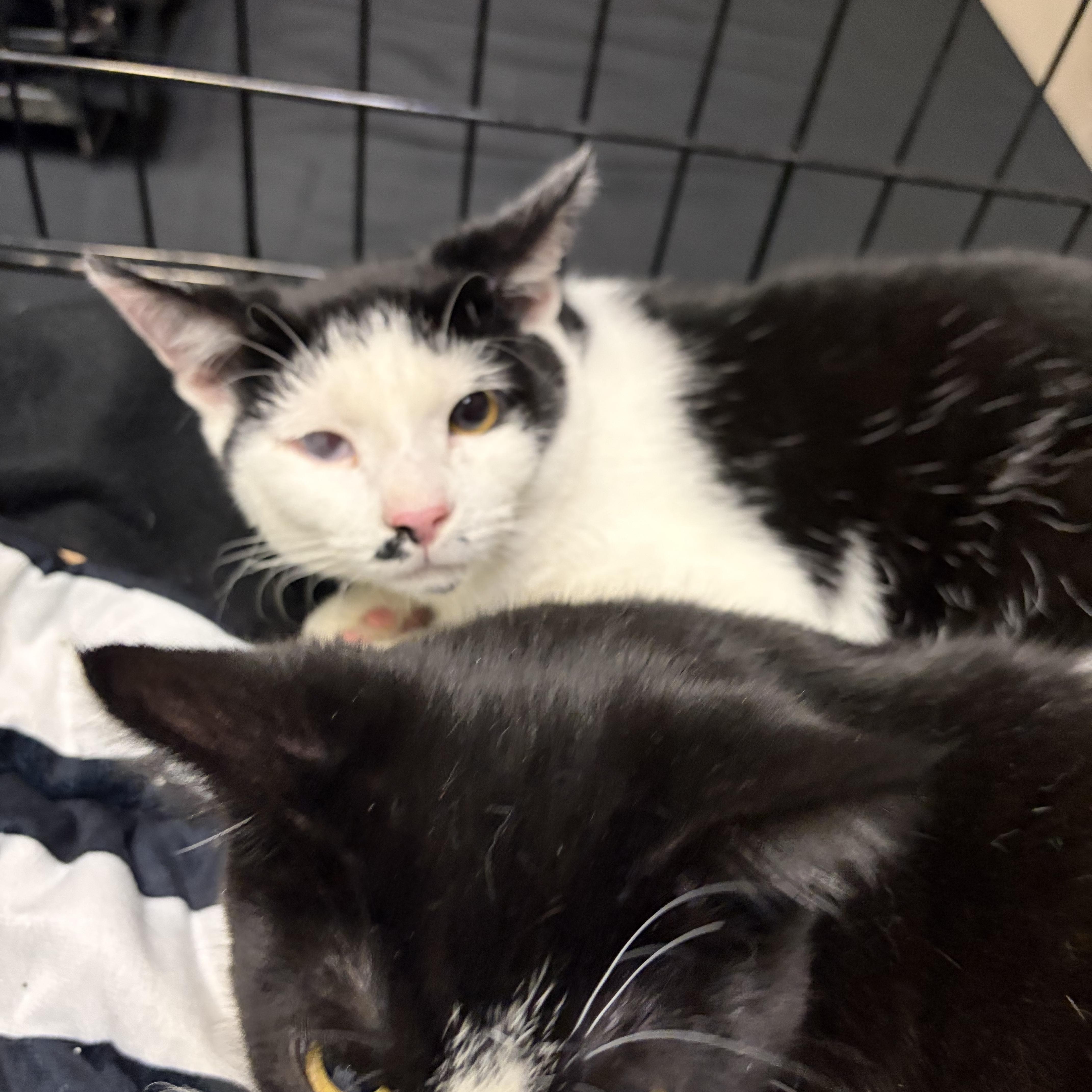 Enlarge Cravat, a ADOPTABLE American Shorthair in West newton, PA image 2/5