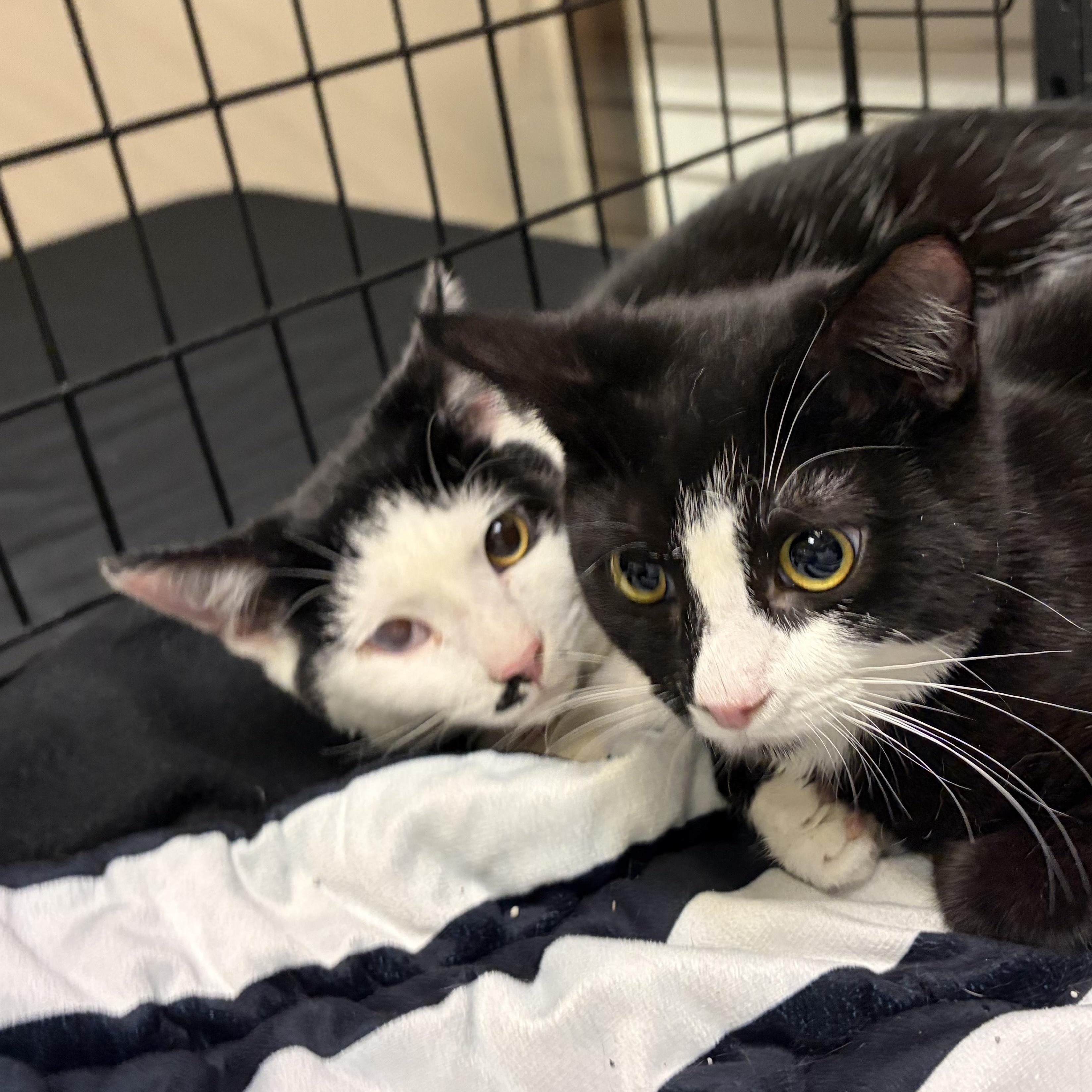 Enlarge Cravat, a ADOPTABLE American Shorthair in West newton, PA image 1/5