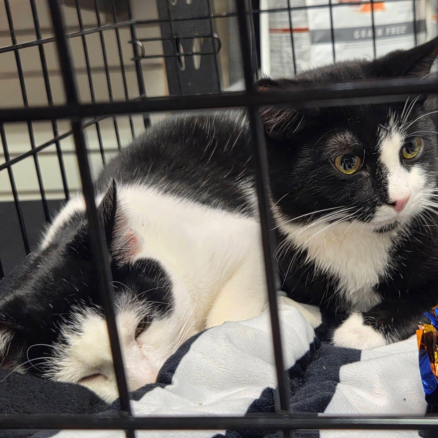 Enlarge Cravat, a ADOPTABLE American Shorthair in West newton, PA image 3/5