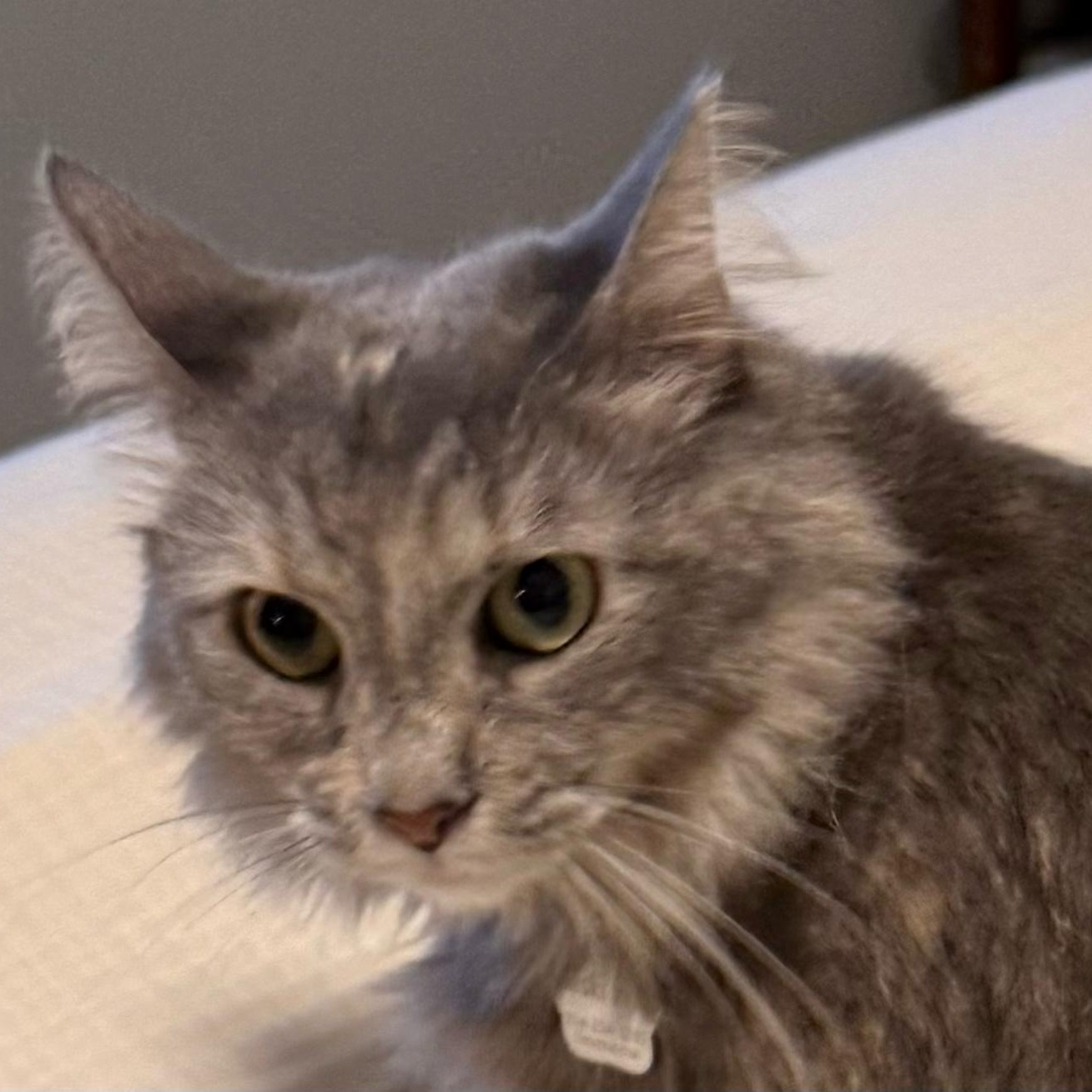Enlarge Misty, an adoptable mixed breed in Gardner, MA image 2/3