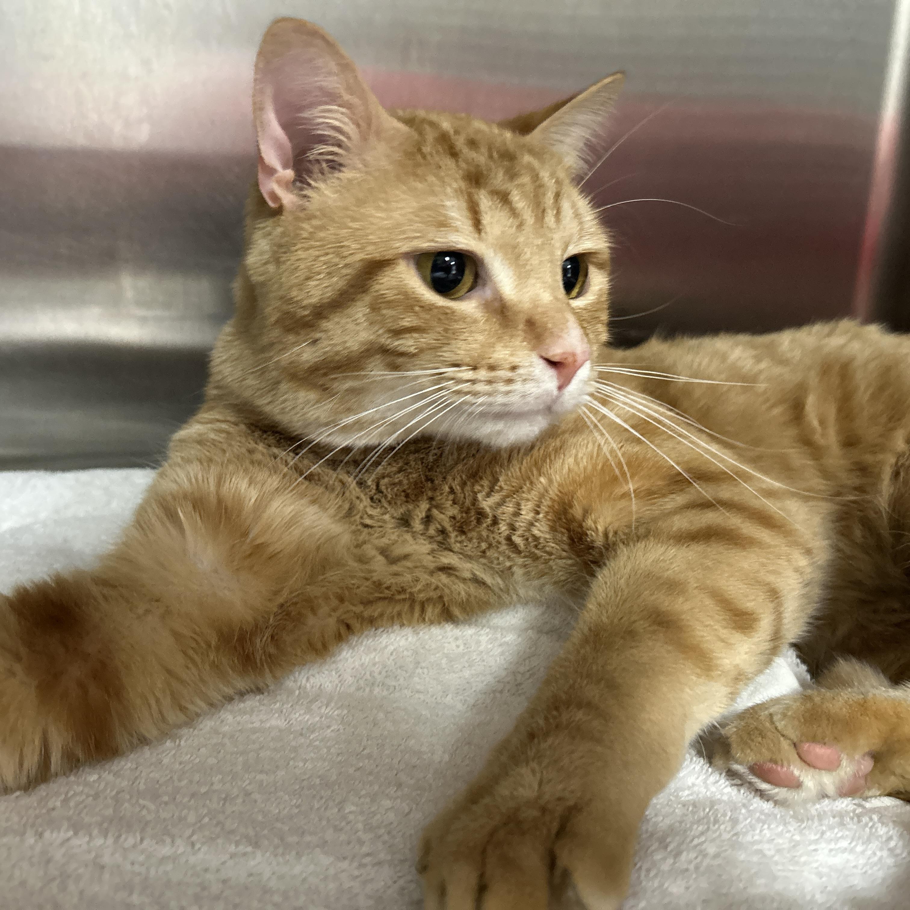 Enlarge Raffin, an adopted Domestic Short Hair in La Grange Park, IL image 6/6