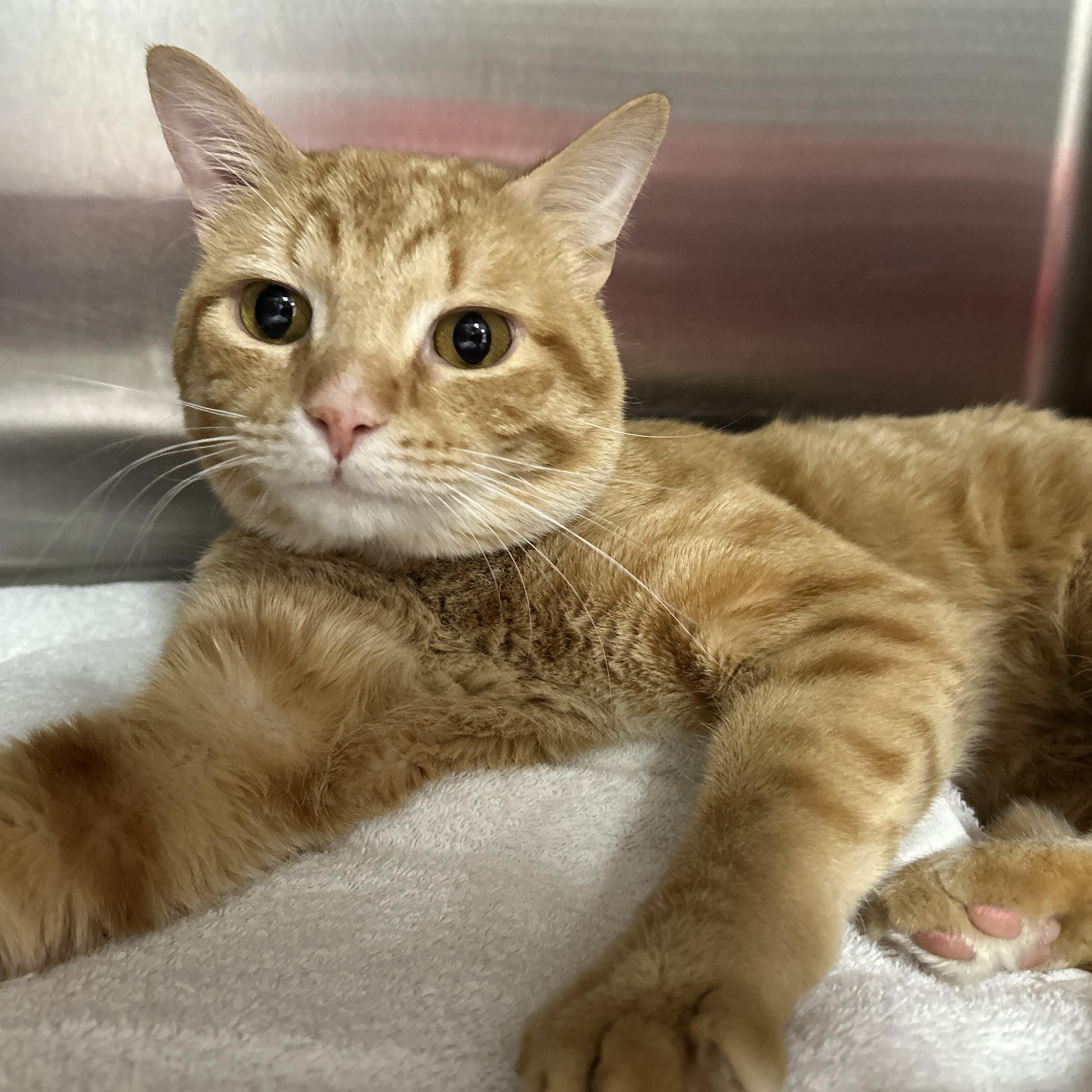 Enlarge Raffin, an adopted Domestic Short Hair in La Grange Park, IL image 2/6