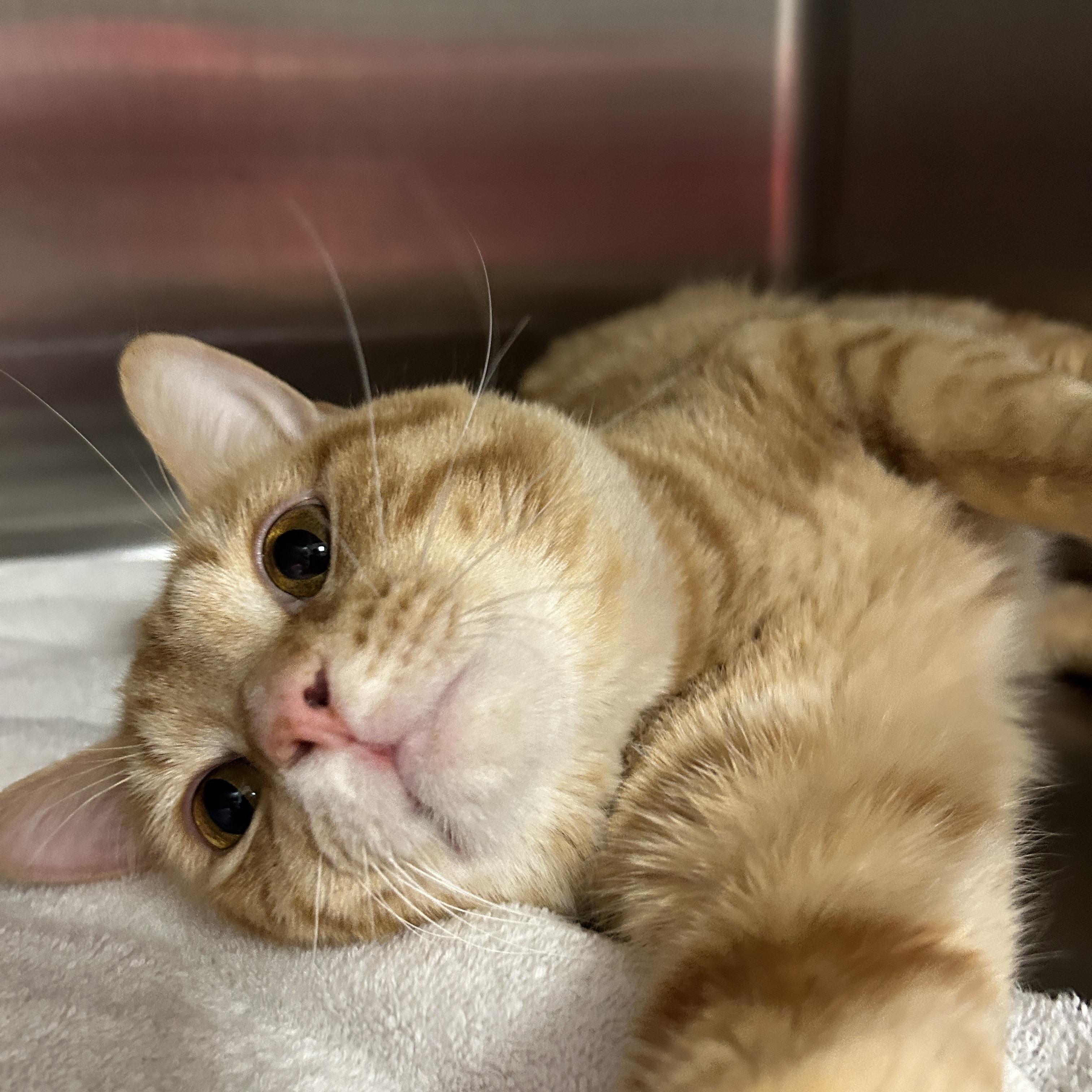 Enlarge Raffin, an adopted Domestic Short Hair in La Grange Park, IL image 4/6