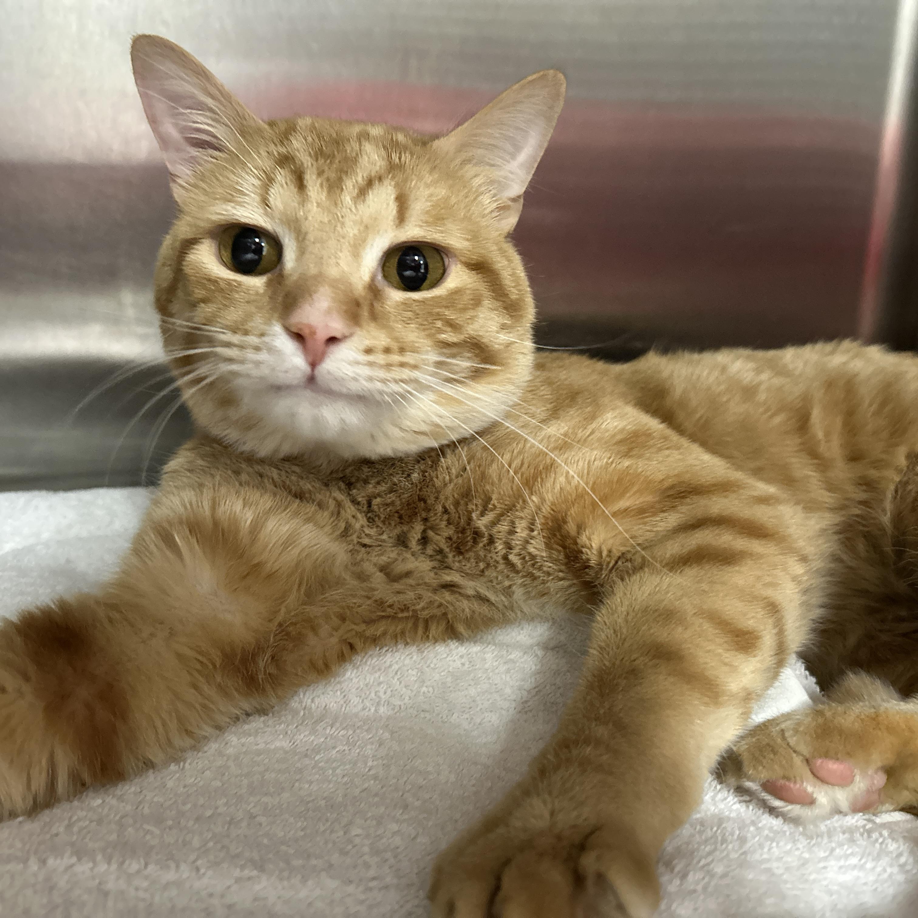 Enlarge Raffin, an adopted Domestic Short Hair in La Grange Park, IL image 5/6