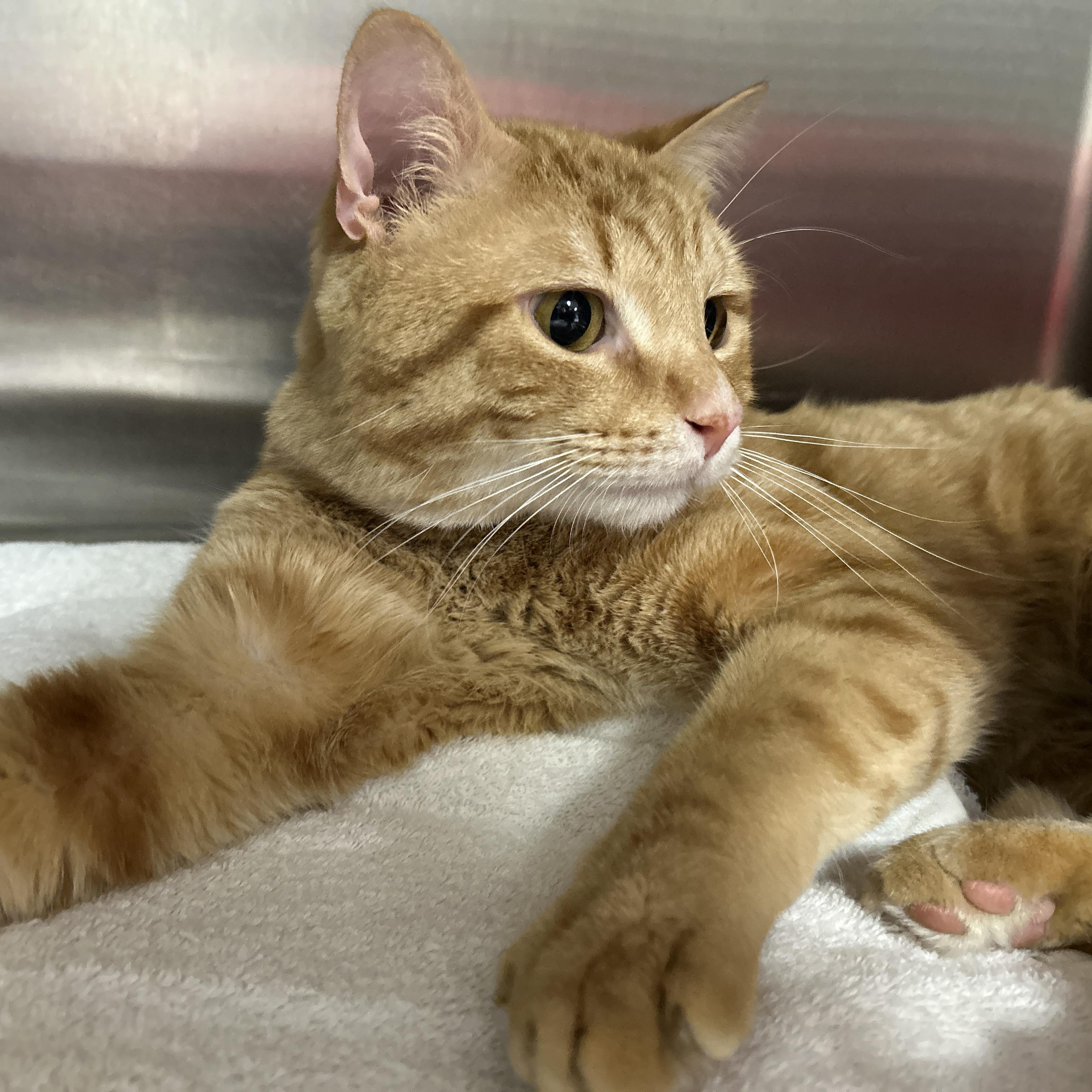 Enlarge Raffin, an adopted Domestic Short Hair in La Grange Park, IL image 3/6