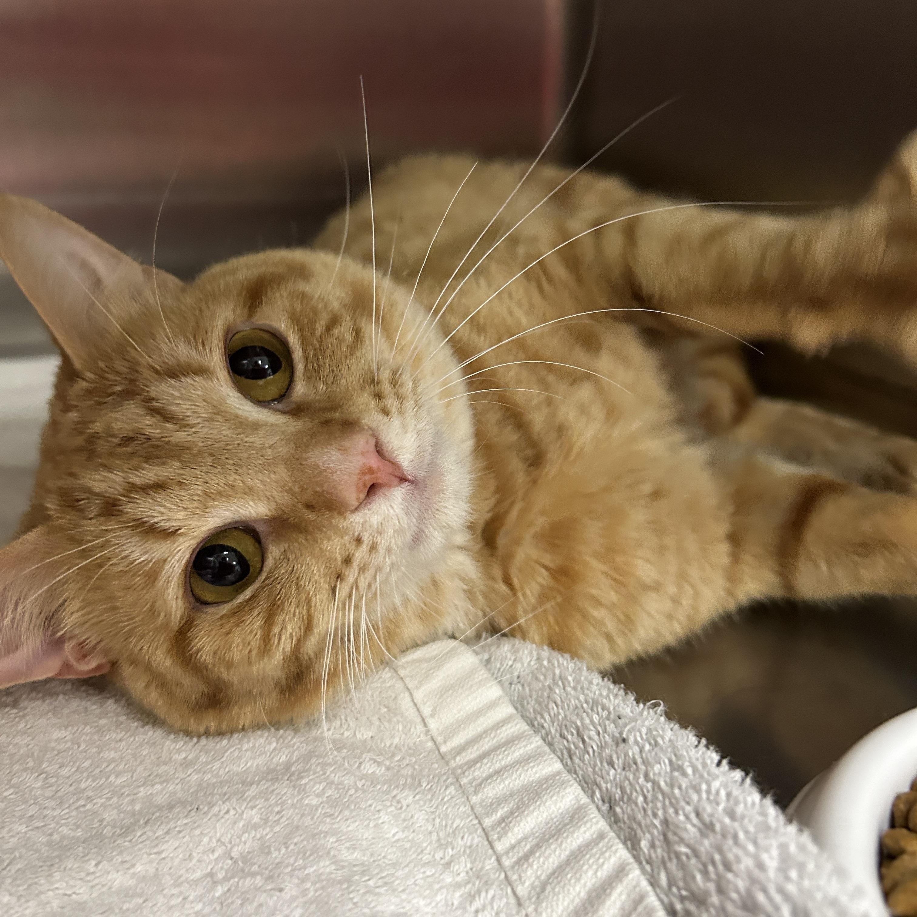 Enlarge Raffin, an adopted Domestic Short Hair in La Grange Park, IL image 1/6