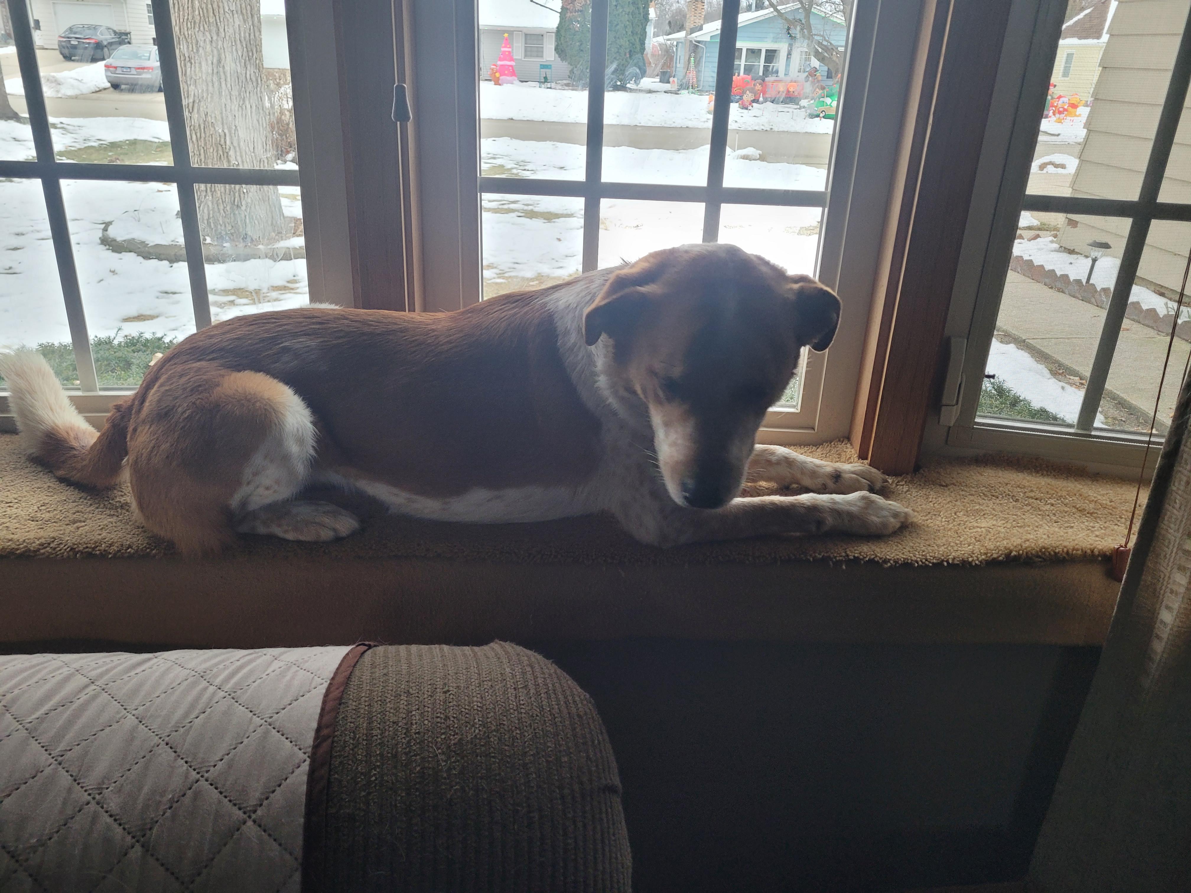 Enlarge Sophie, an adopted mixed breed in Aurora, IL image 1/4