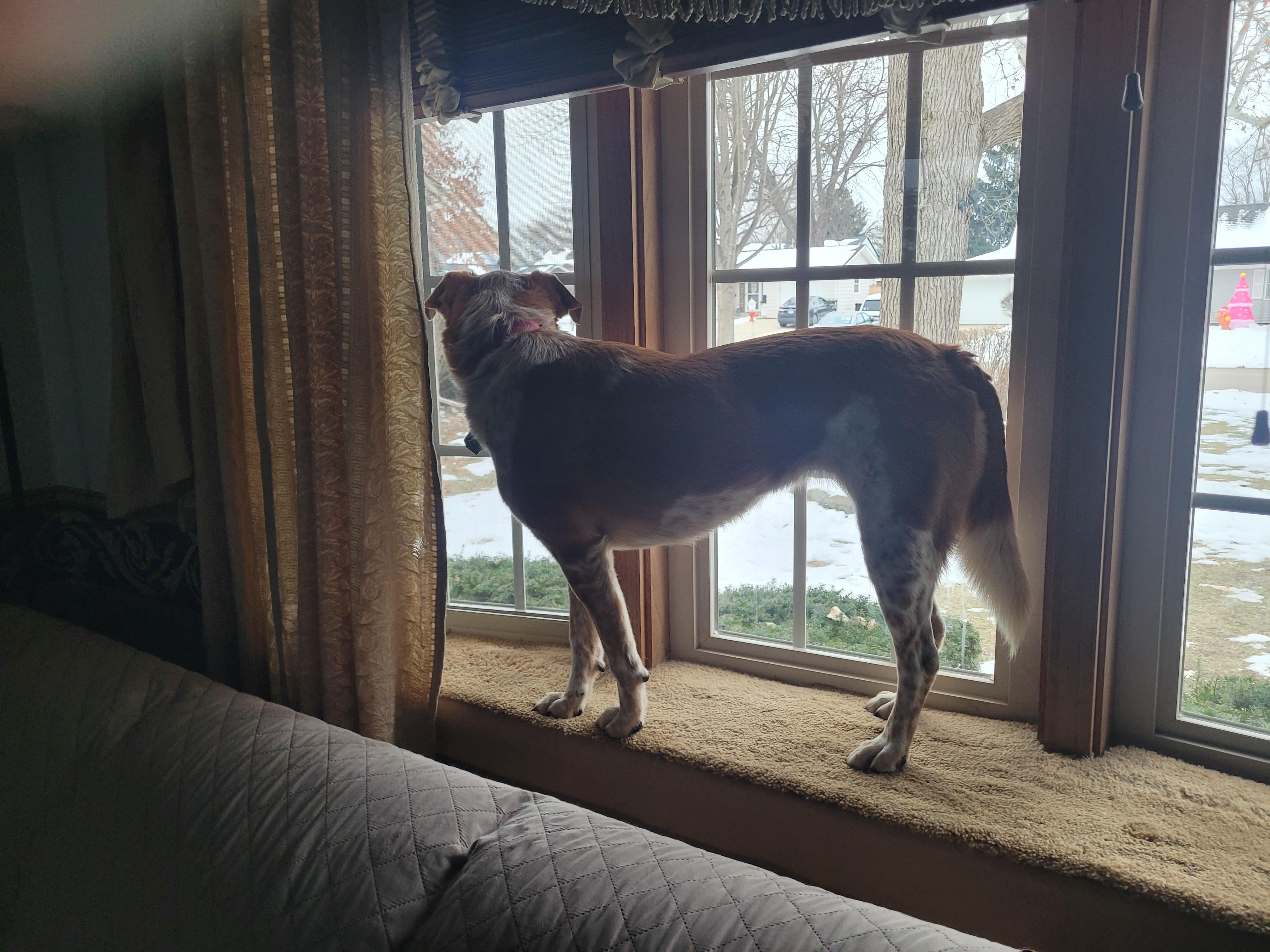 Enlarge Sophie, an adopted mixed breed in Aurora, IL image 2/4