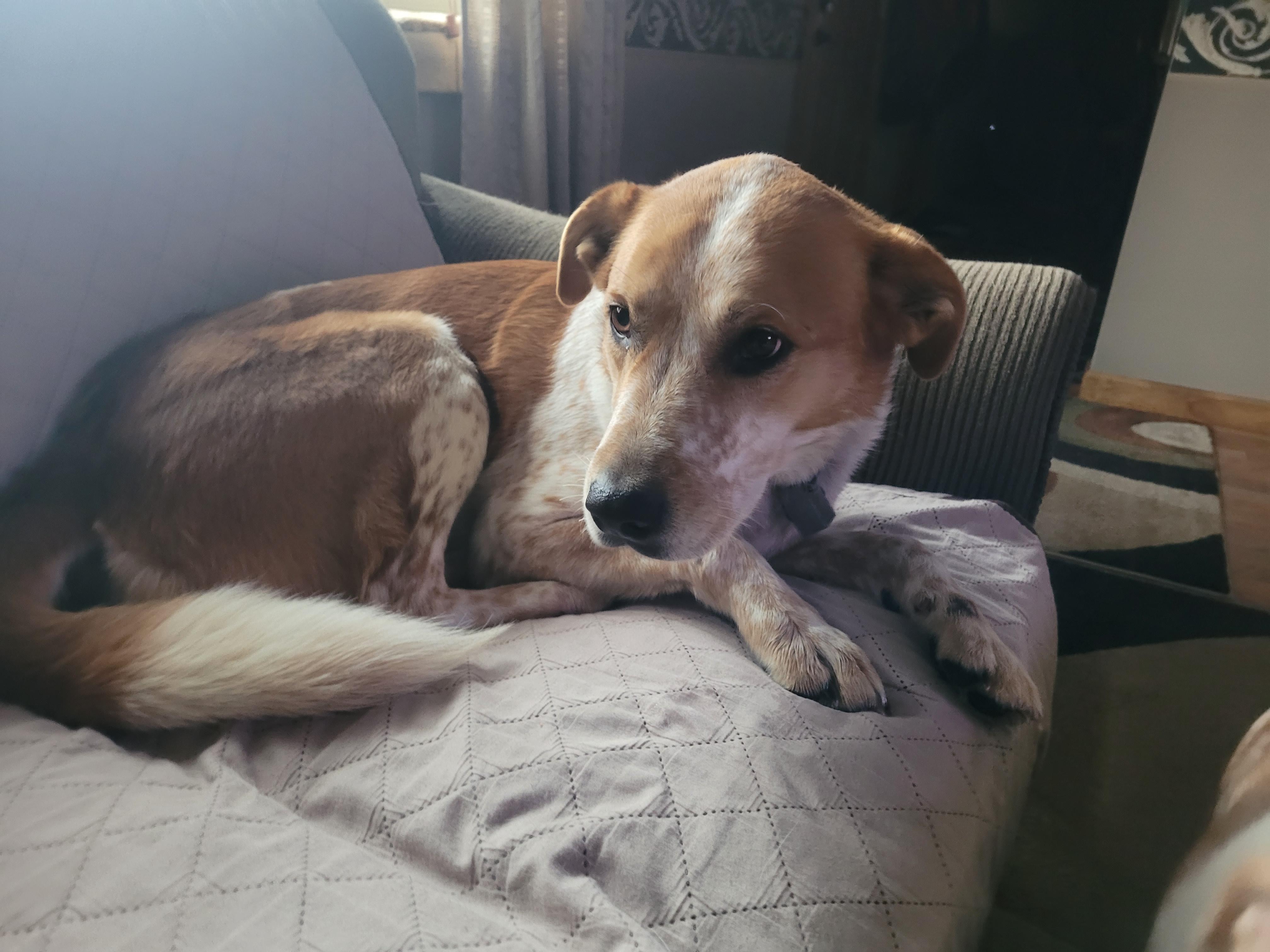 Enlarge Sophie, an adopted mixed breed in Aurora, IL image 3/4