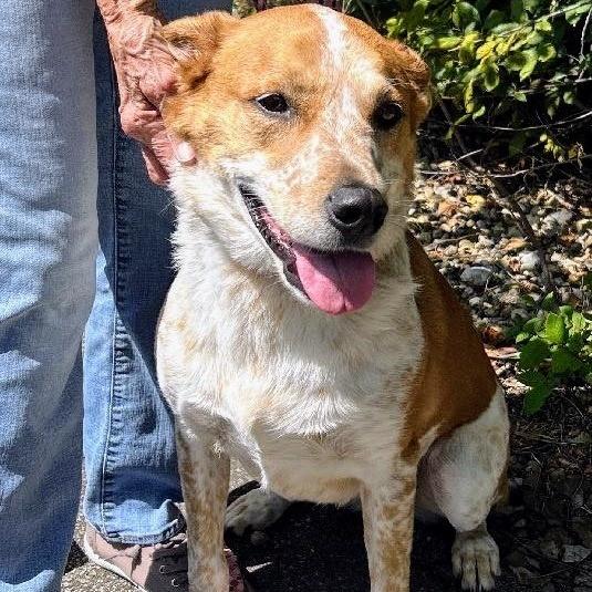 Enlarge Sophie, an adopted mixed breed in Aurora, IL image 4/4