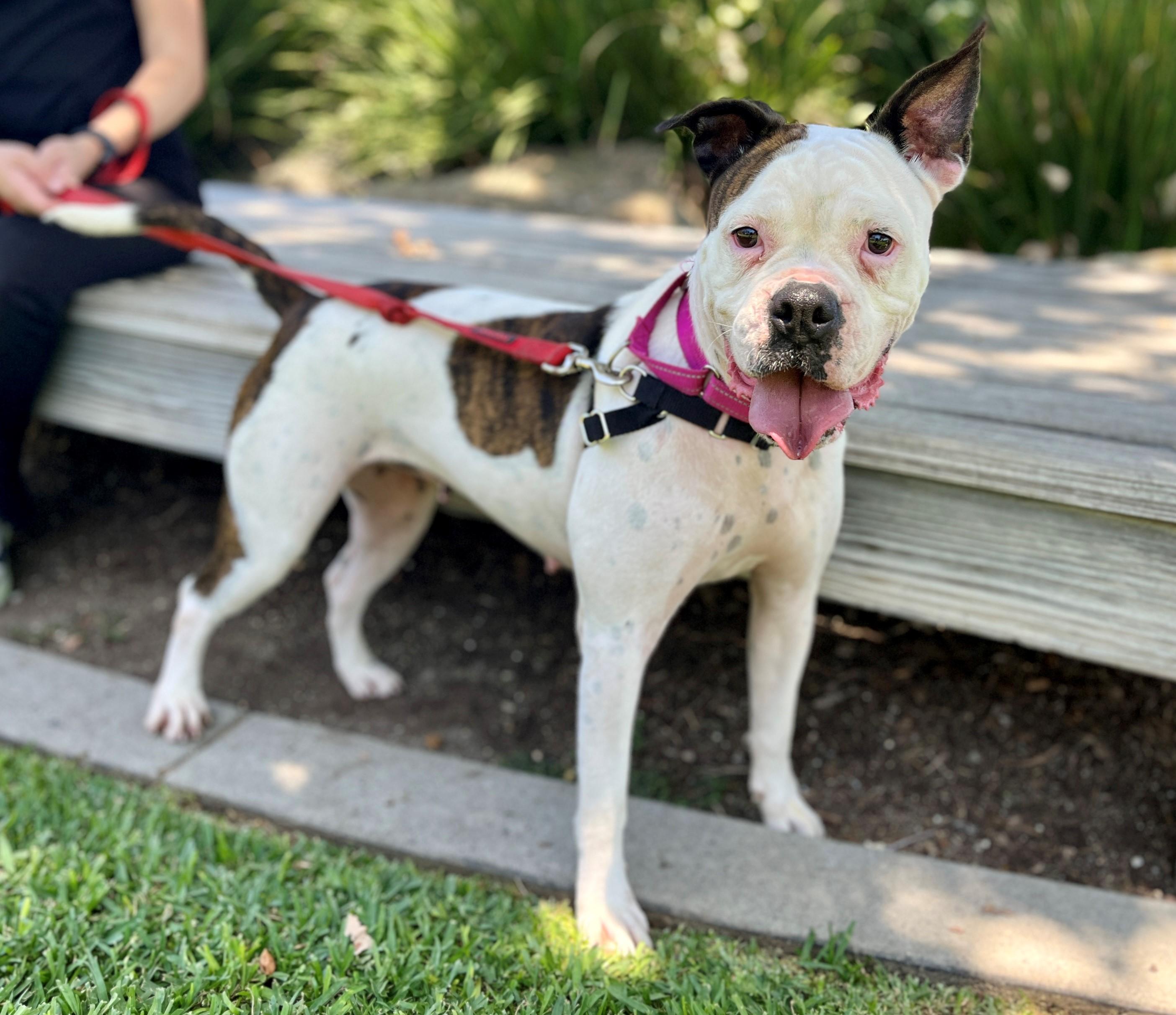 Bunny, Adoptable, Adult Female Boxer.