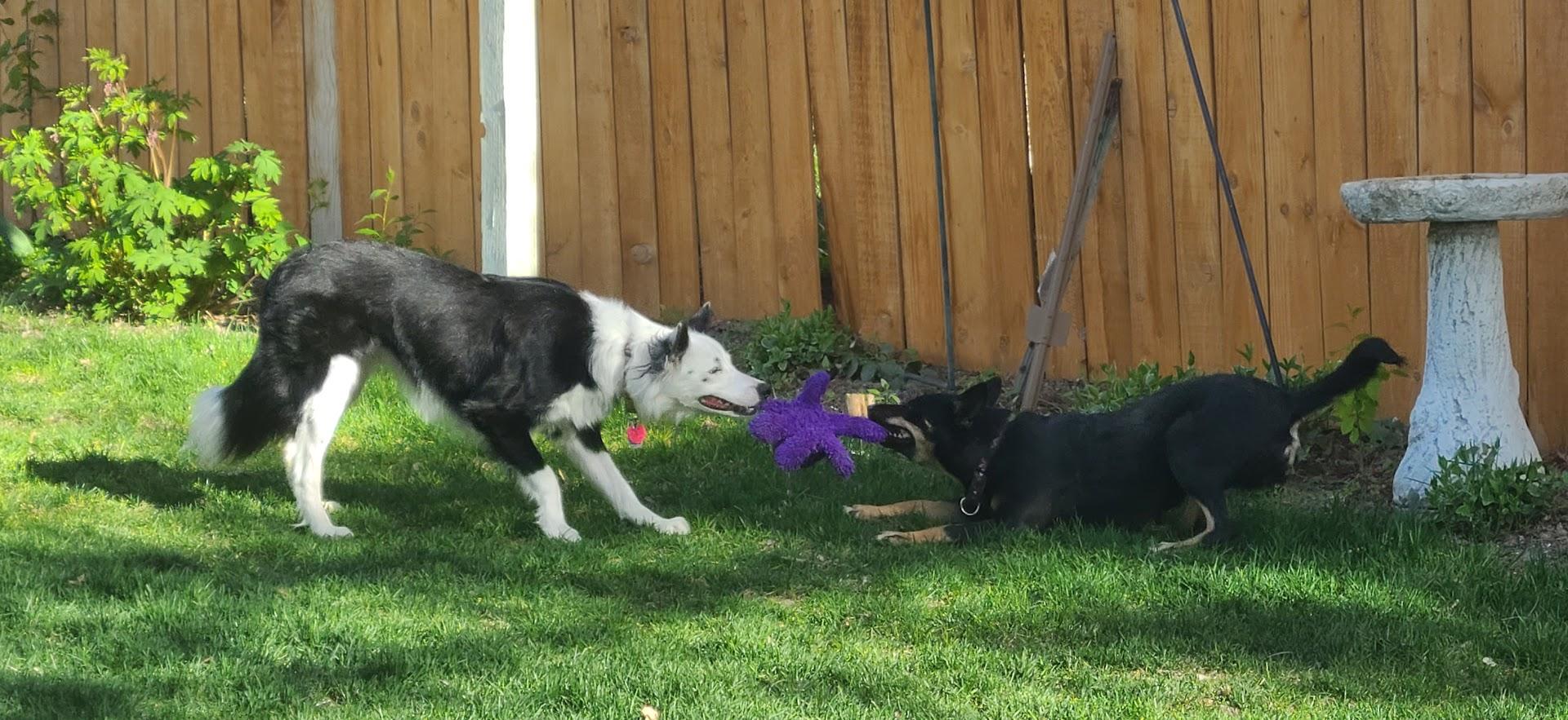 Indie, Adoptable, Adult Female Australian Kelpie.