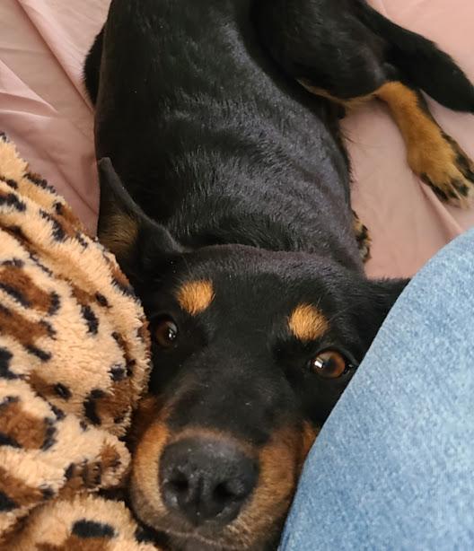Indie, a Adoptable mixed breed in Jerome, ID image 2/6