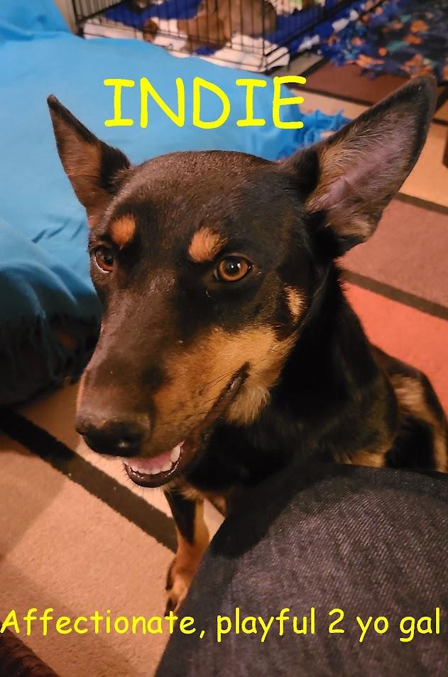 Indie, a Adoptable mixed breed in Jerome, ID image 3/6