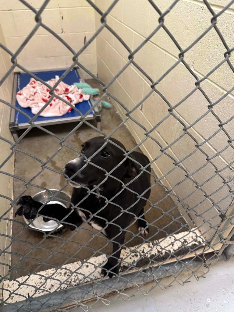 Enlarge HUCK, a Adoptable mixed breed in Dyersburg, TN image 1/1