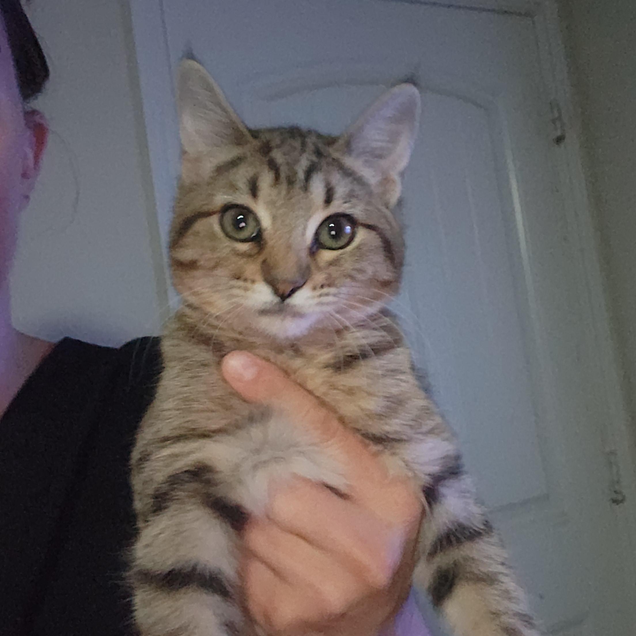 Bingo, Adoptable, Young Female Domestic Short Hair.