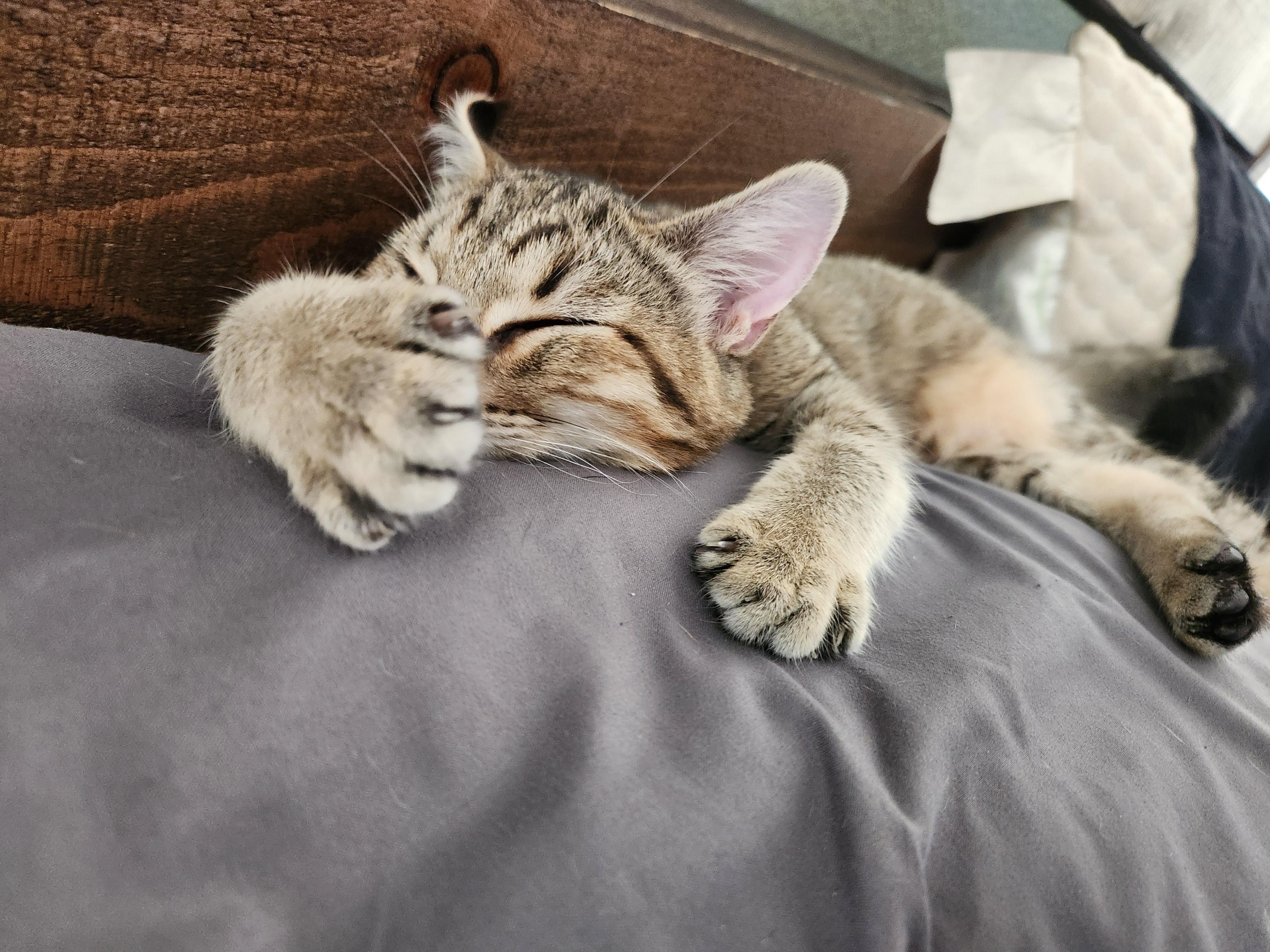 Bingo, a Adoptable Domestic Short Hair in Springtown, TX image 2/4