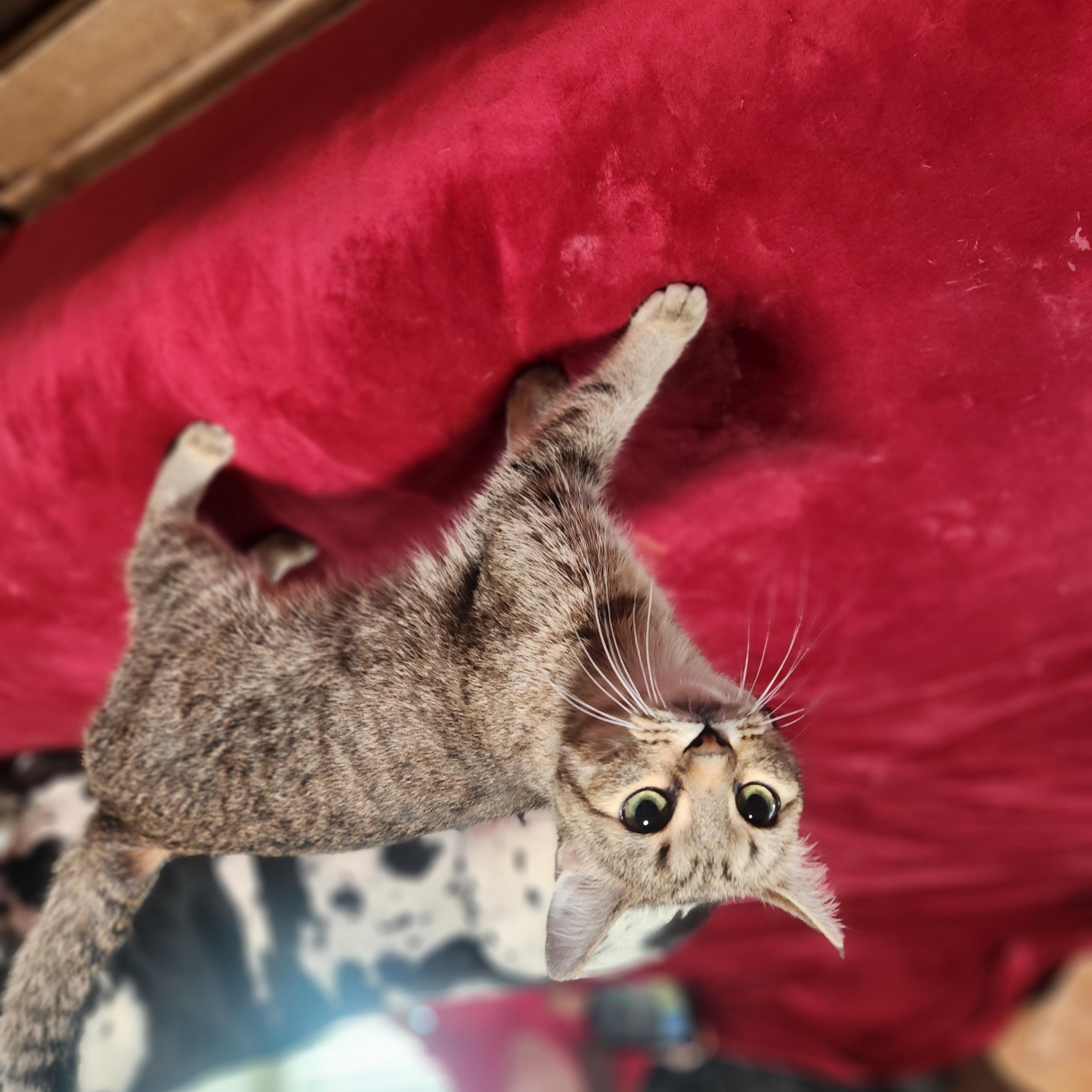 Bingo, a Adoptable Domestic Short Hair in Springtown, TX image 3/4