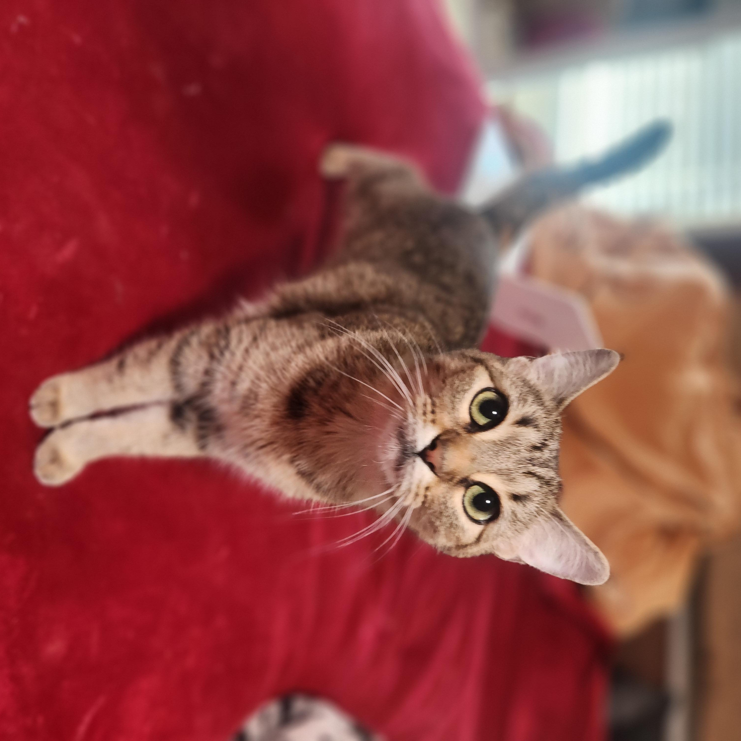 Bingo, a Adoptable Domestic Short Hair in Springtown, TX image 4/4