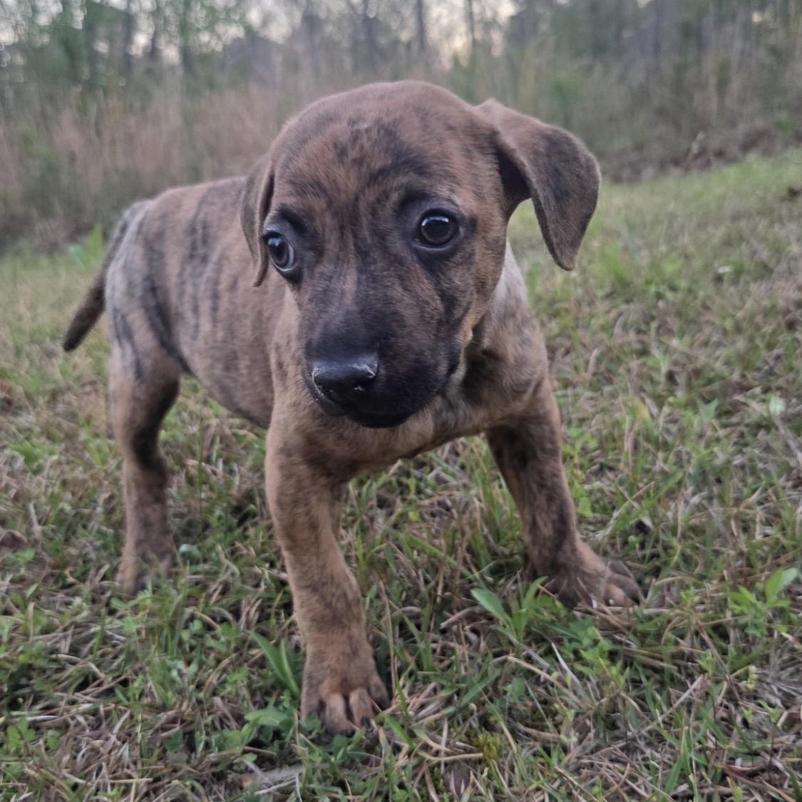 Enlarge Bitty, a Adoptable mixed breed in Roanoke, VA image 3/4