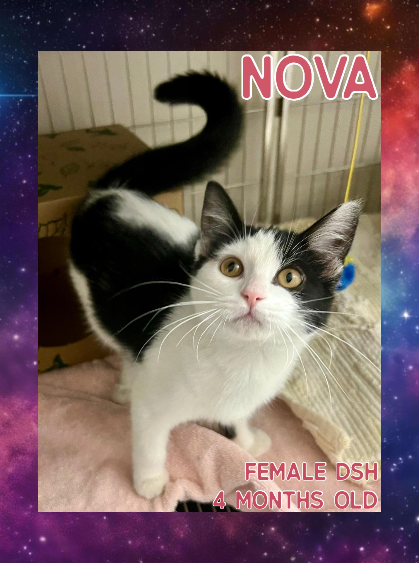 Enlarge Nova, a Adoptable mixed breed in Danville, IN image 1/1
