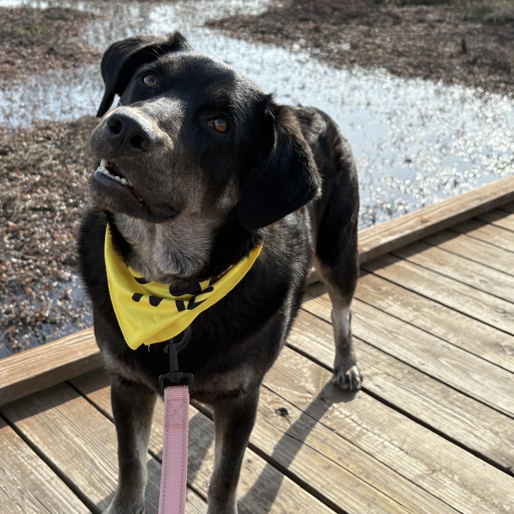 Enlarge Noble, a Adoptable mixed breed in Bentonville, AR image 2/6
