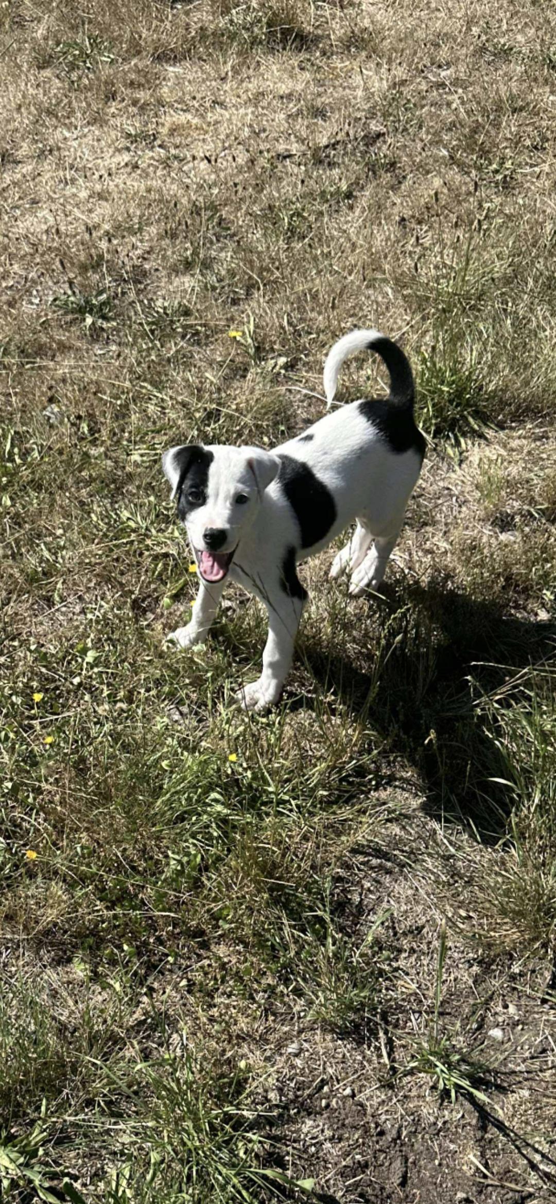 Nemo, Adoptable, Puppy Male Mixed Breed.