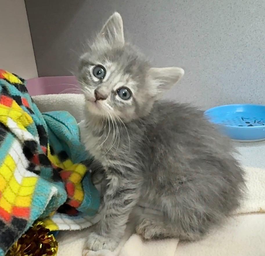 Pixie, Adopted, Kitten Female Domestic Long Hair.