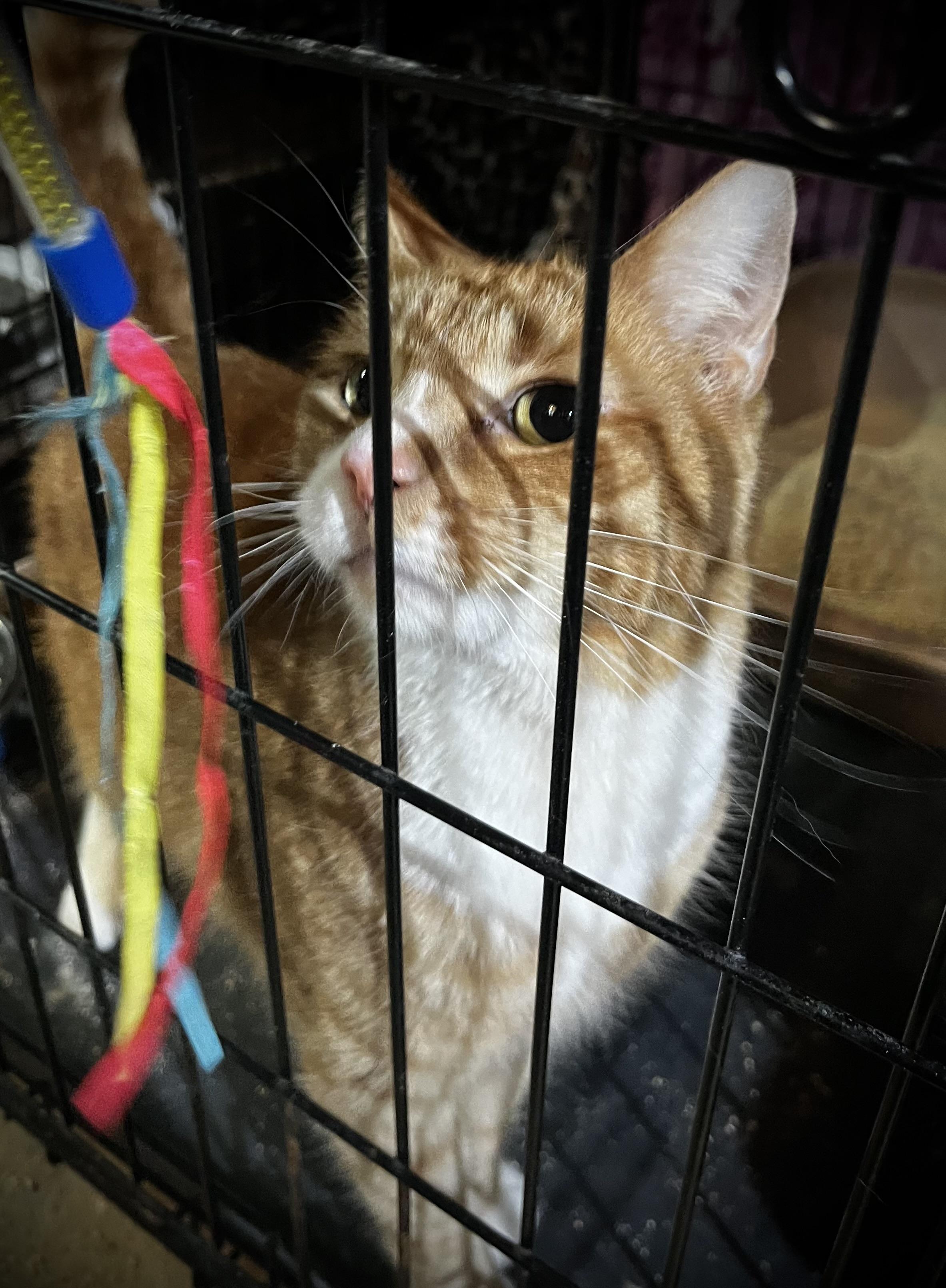 Kelce, a Adoptable Domestic Short Hair in Avondale, PA image 2/3