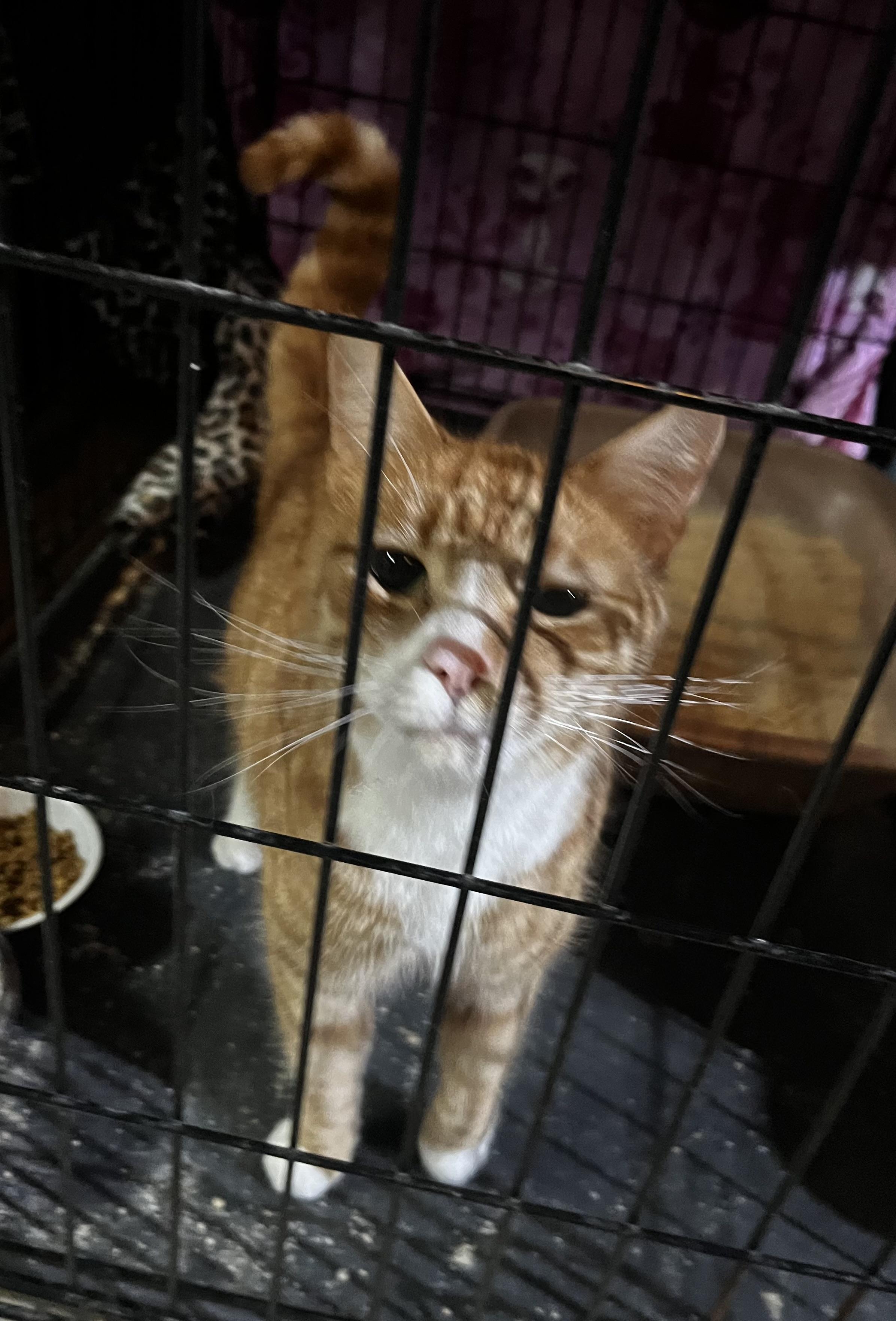 Kelce, Adoptable, Adult Male Domestic Short Hair.