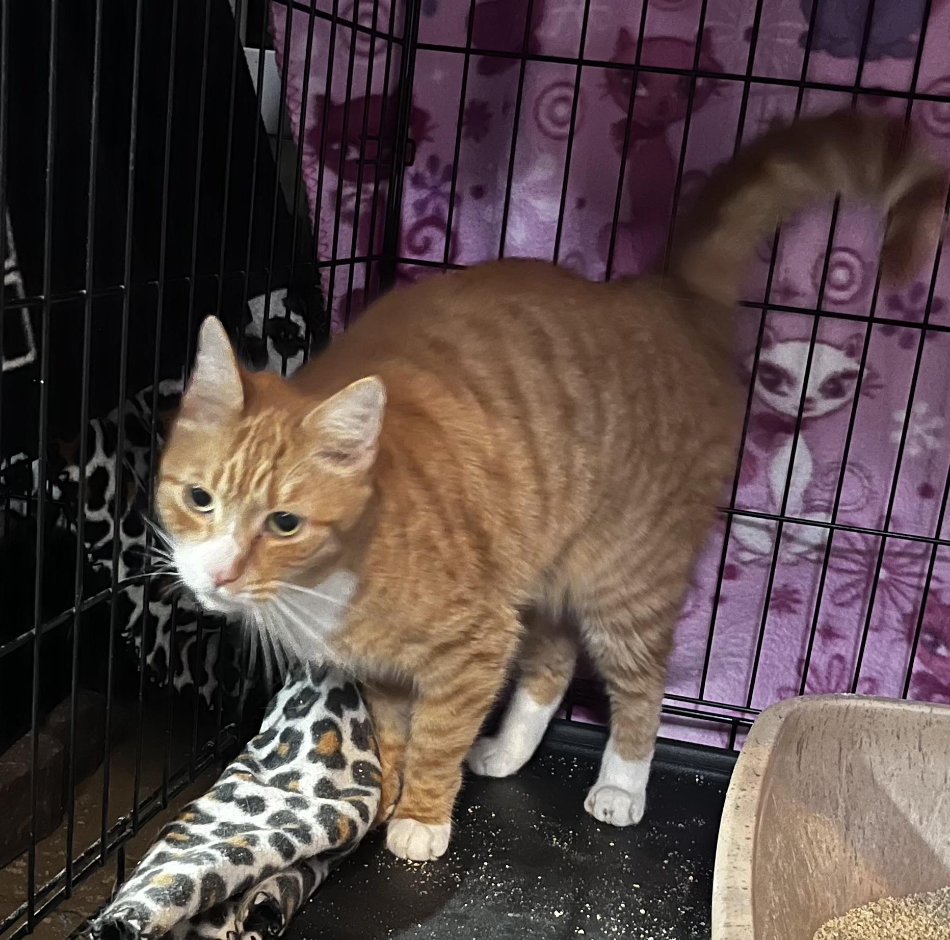 Kelce, a Adoptable Domestic Short Hair in Avondale, PA image 3/3