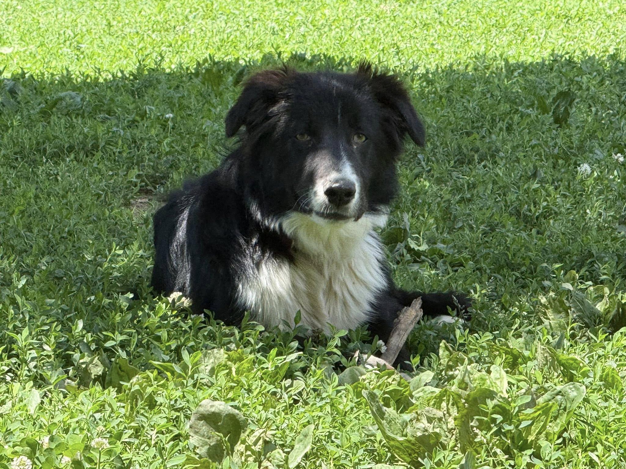 Moss, ADOPTABLE, Adult Male Border Collie.