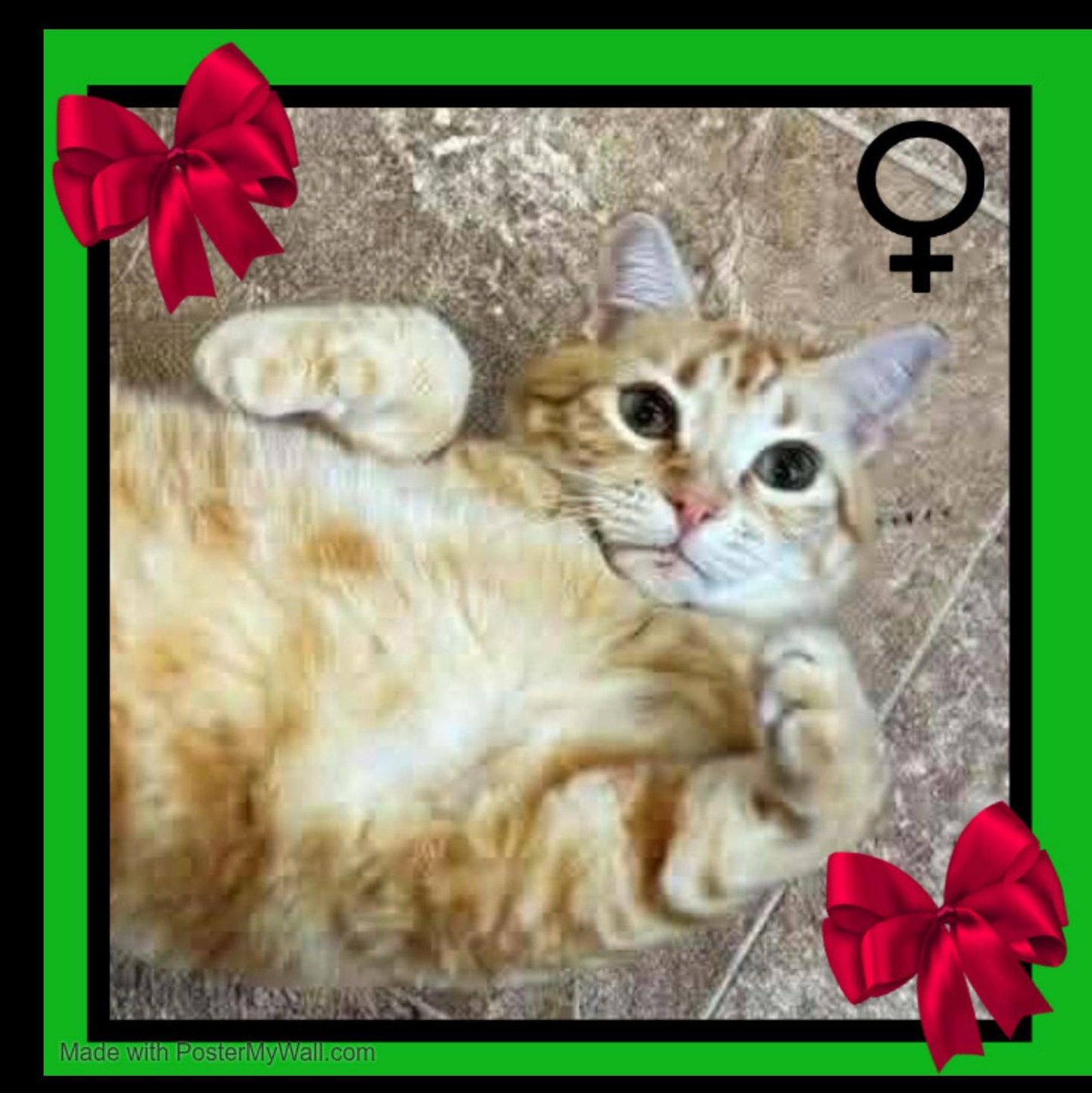 Pumpkin-Girl, Adoptable, Young Female Domestic Short Hair & Tiger.
