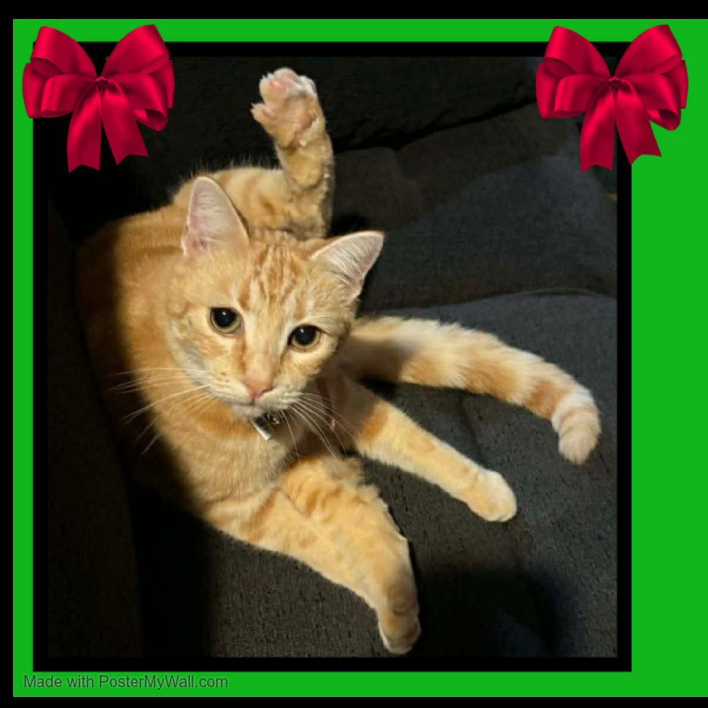 Enlarge Pumpkin-Girl, a Adoptable mixed breed in Beaverton, OR image 2/5