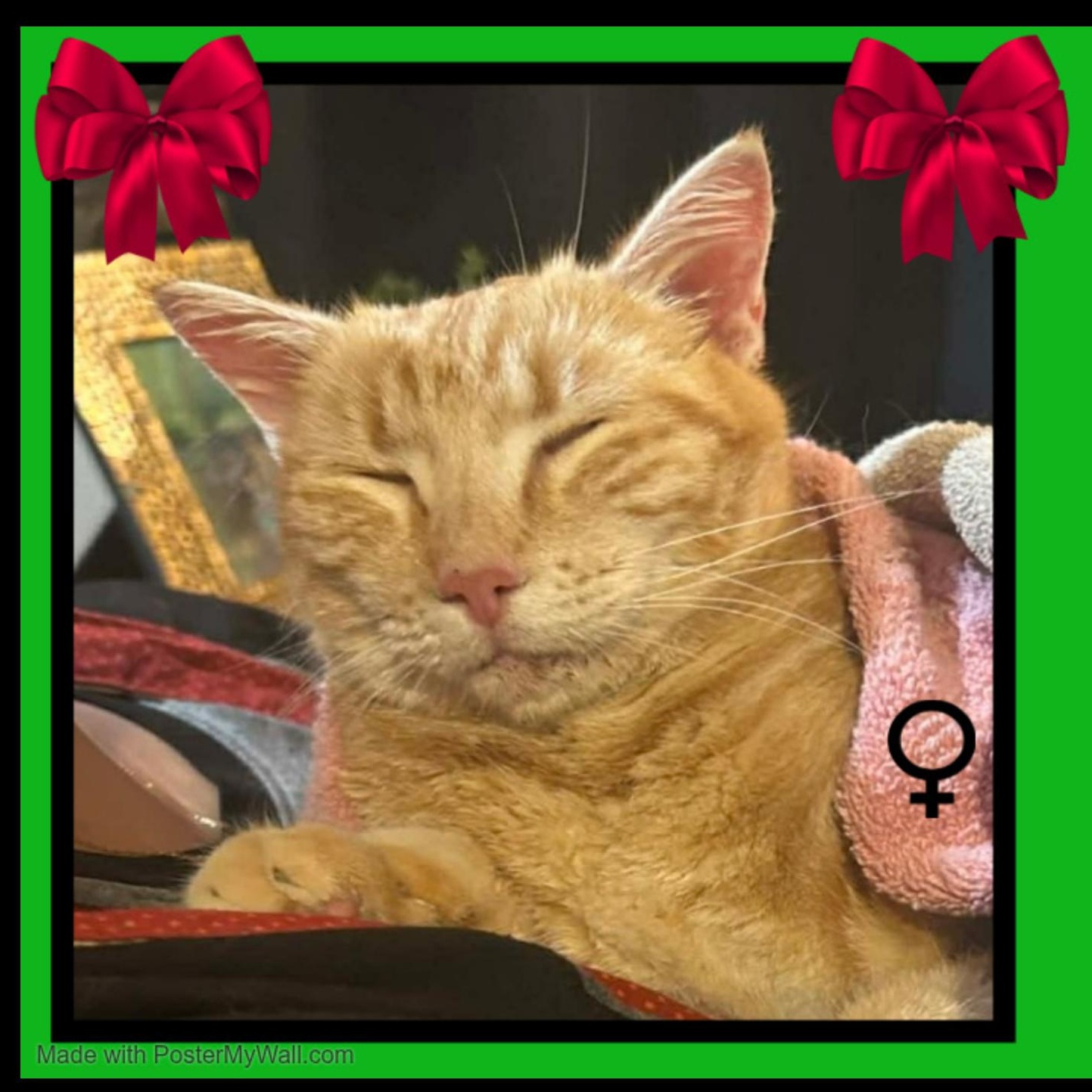 Enlarge Pumpkin-Girl, a Adoptable mixed breed in Beaverton, OR image 4/5