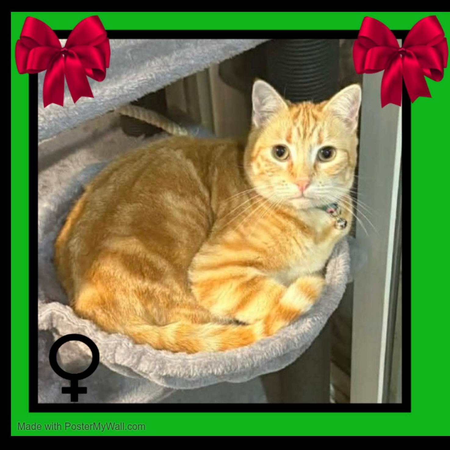 Enlarge Pumpkin-Girl, a Adoptable mixed breed in Beaverton, OR image 5/5