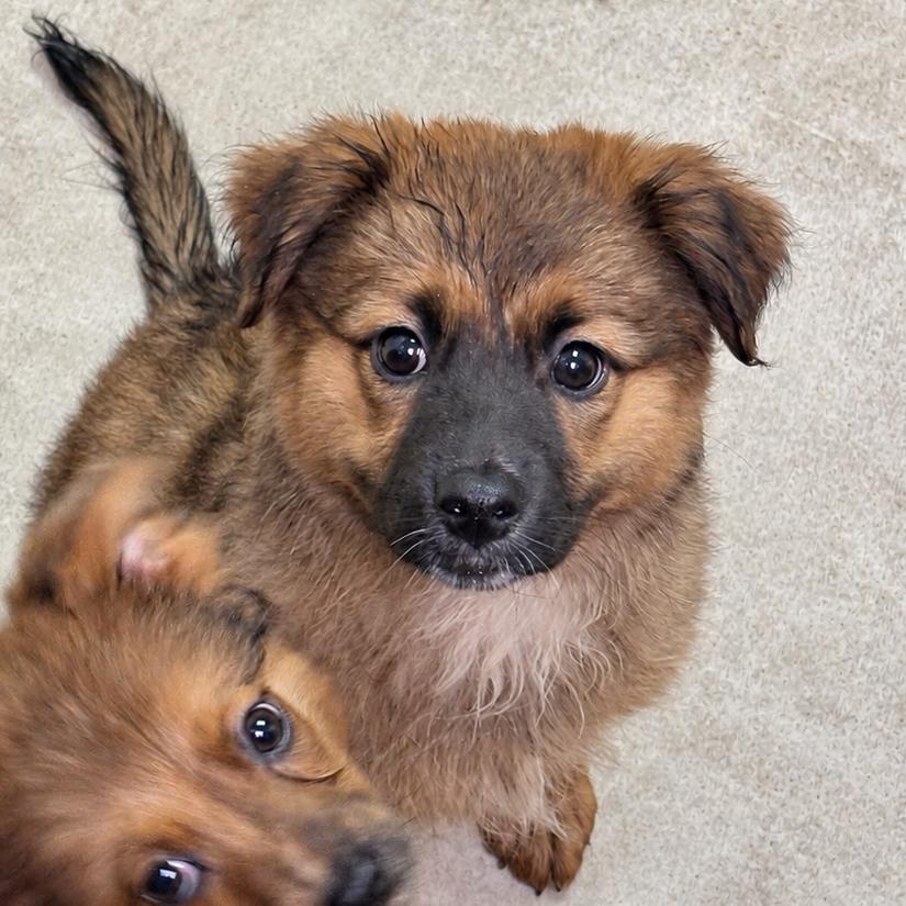 Ravioli-3814, Adoptable, Puppy Female Spitz & Mixed Breed.