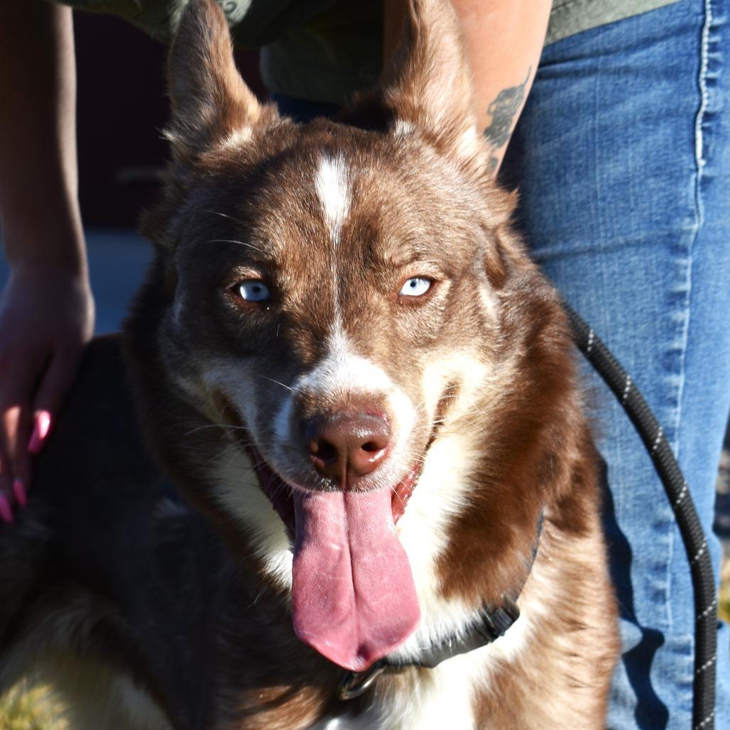 Squeegee, Adoptable, Young Male Husky.