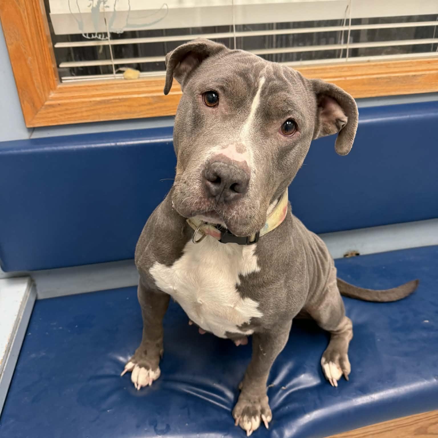 Wiggles, a ADOPTABLE Pit Bull Terrier in Buffalo, NY image 1/3