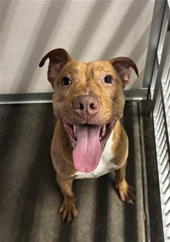 RUDY, Adoptable, Young Male Pit Bull Terrier.