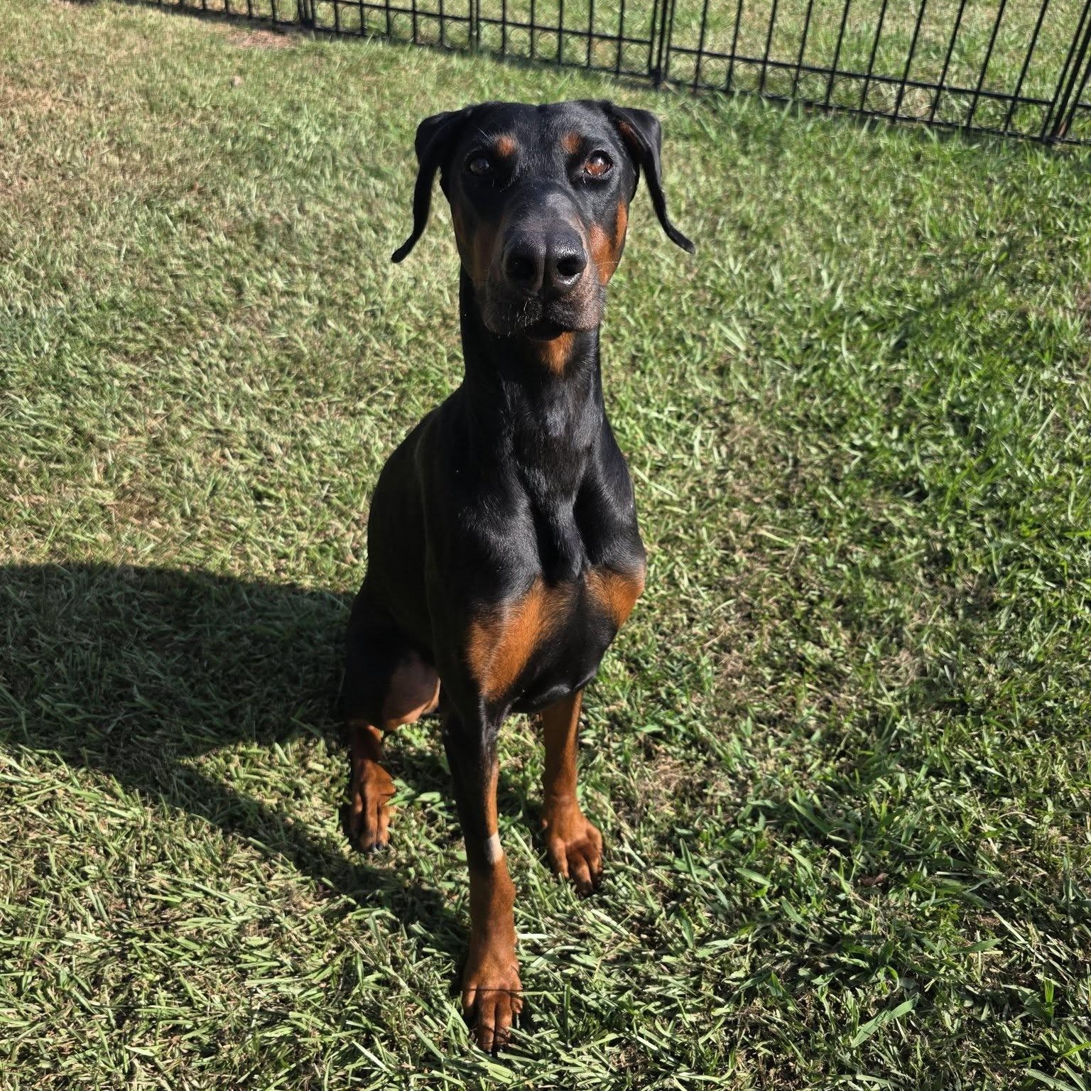 Enlarge Nyx, an adoptable Doberman Pinscher in Harahan, LA image 2/2