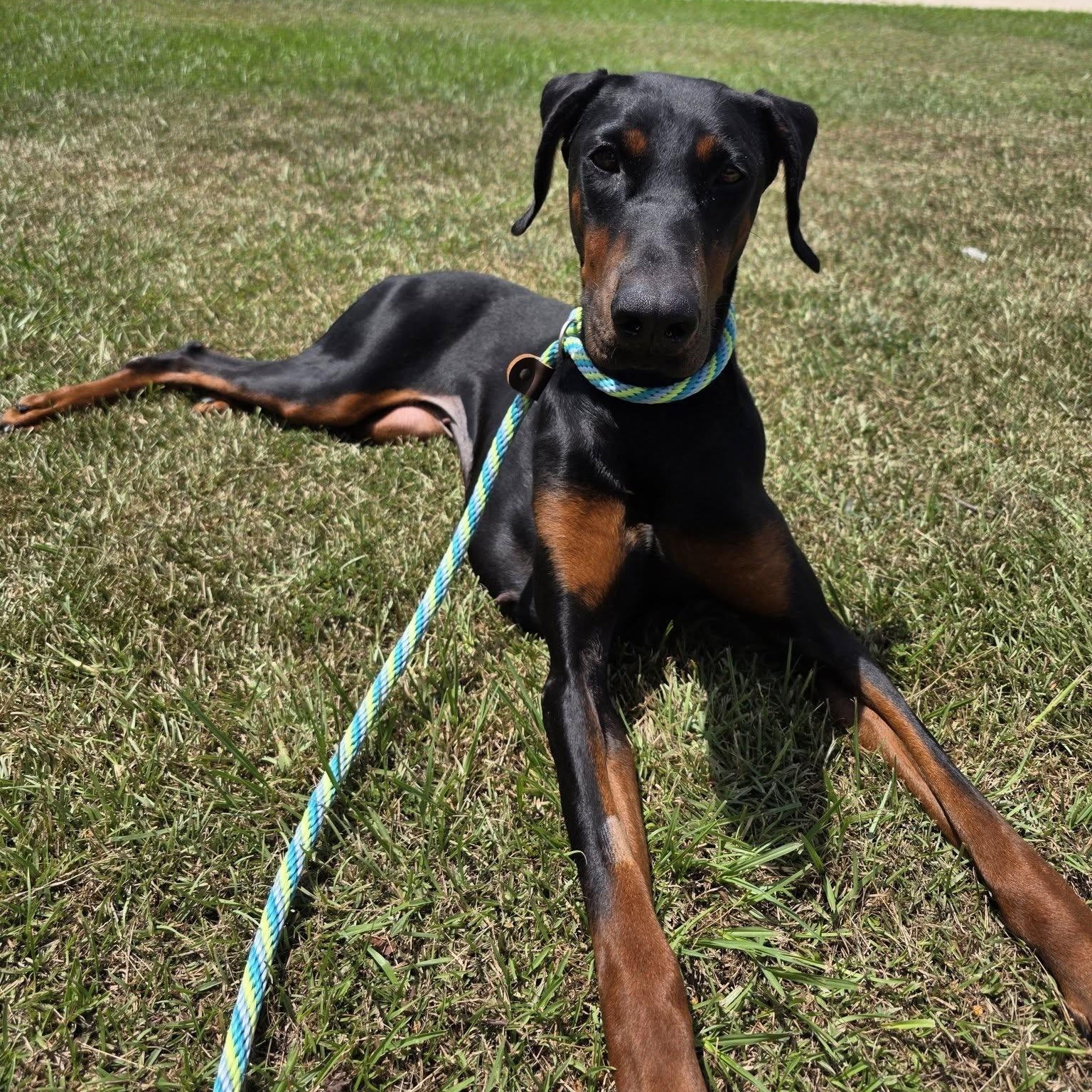 Nyx, adoptable, Adult Female Doberman Pinscher.