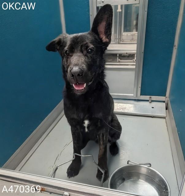 A470369, Adoptable, Young Male German Shepherd Dog & Mixed Breed.