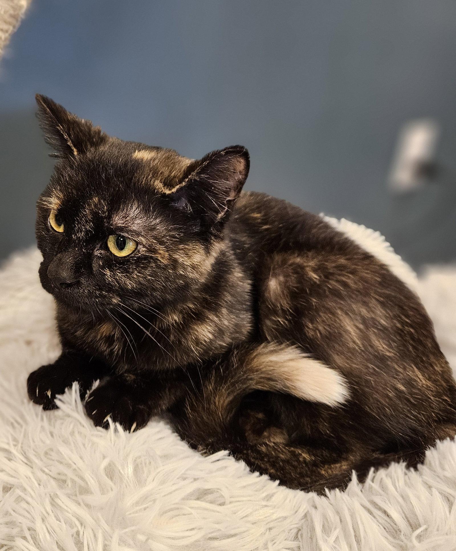 Renee, Adoptable, Young Female Domestic Short Hair & Tortoiseshell.