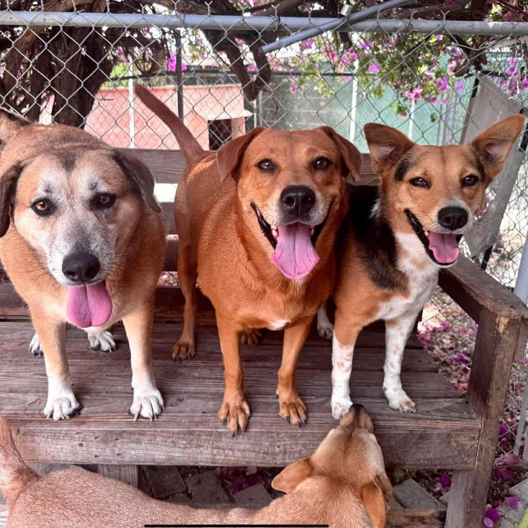 Matilde, Adoptable, Adult Female Mixed Breed.