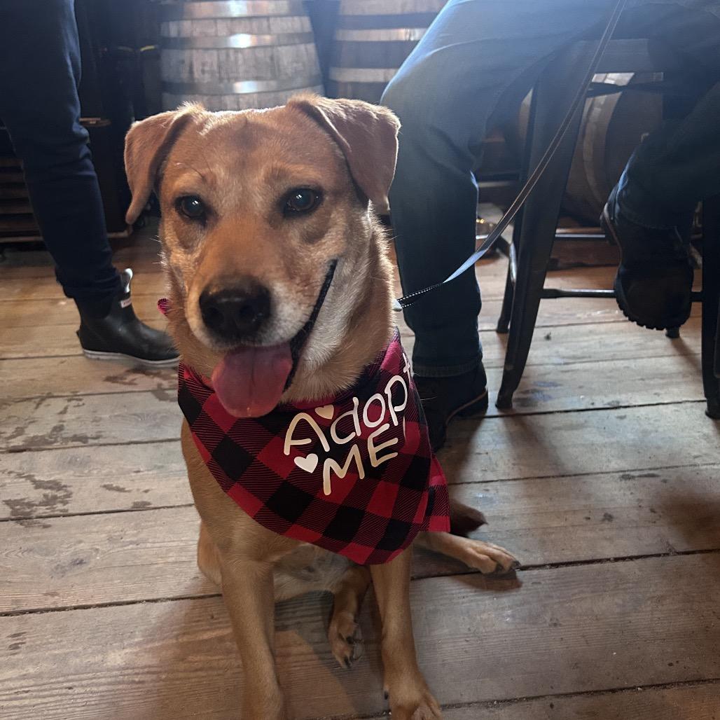 Enlarge Matilde, a Adoptable Mixed Breed in Oxford, ME image 2/6