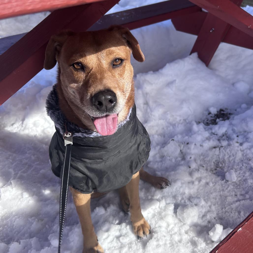 Enlarge Matilde, a Adoptable Mixed Breed in Oxford, ME image 3/6