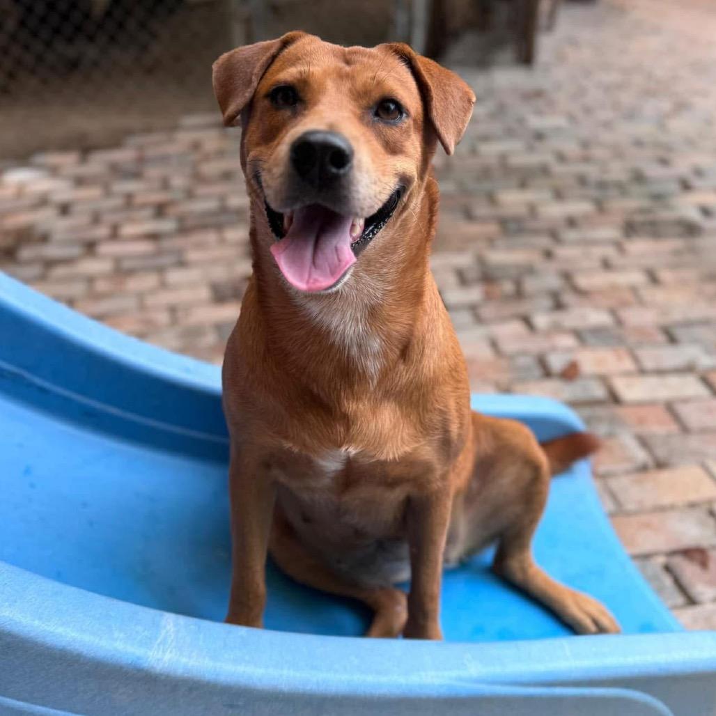Matilde, a Adoptable Mixed Breed in Oxford, ME image 2/4